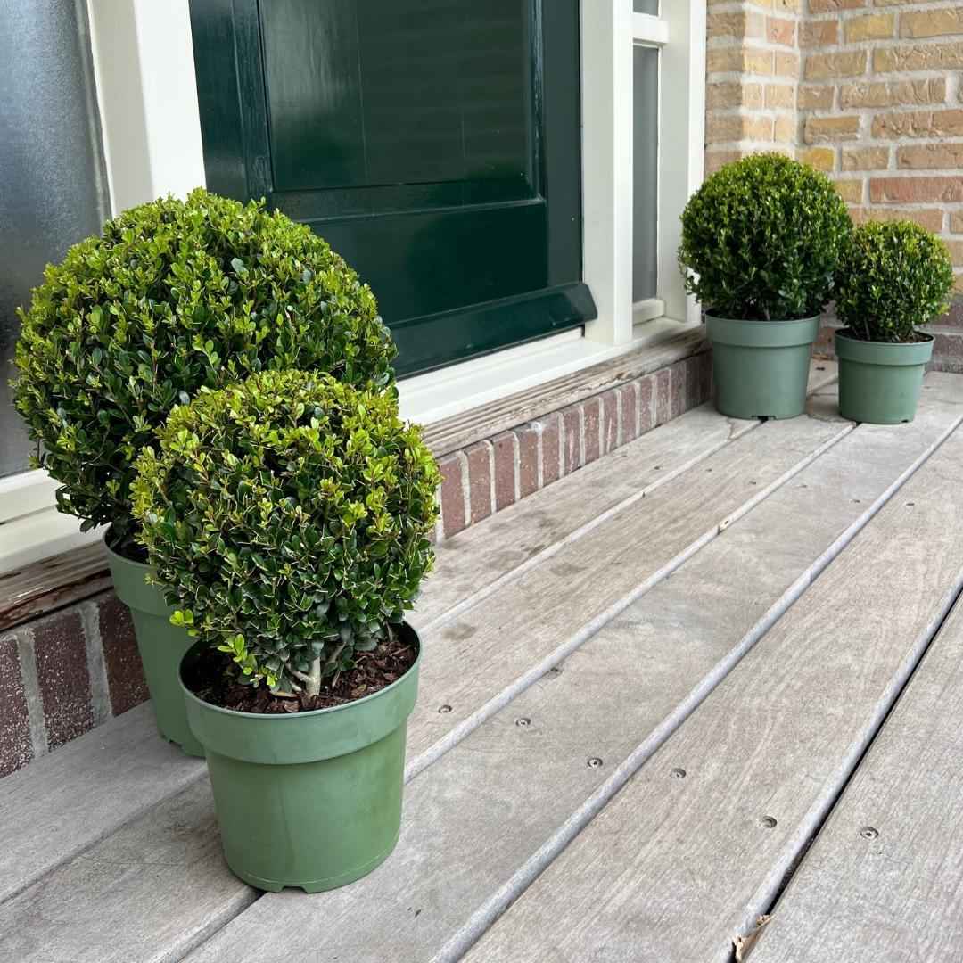 Image of Ilex crenata 'Jenny' – Stechpalme Kugeln – Ø25cm – 2 Pflanzen – Buchsbaum – Alternative – Pflegeleichte & Winterharte Gartenpflanzen