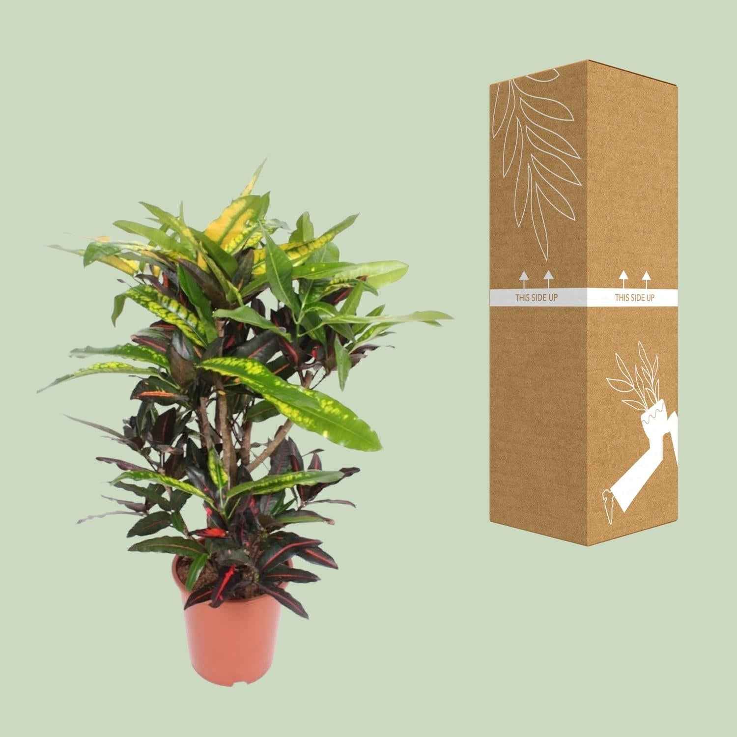 Image of Wunderstrauch – Codiaeum Mango Croton – Zimmerpflanze – Ø27cm – ↕110cm – Farbstarkes Laub in Gelb, Rot & Grün-2