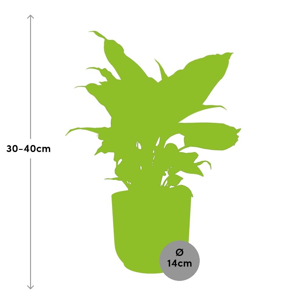Image of Dieffenbachia ‘Camilla’ – Zimmerpflanze im 14cm – Luftreinigende tropische Zimmerpflanze – Pflegeleicht – Halbschatten geeignet-1