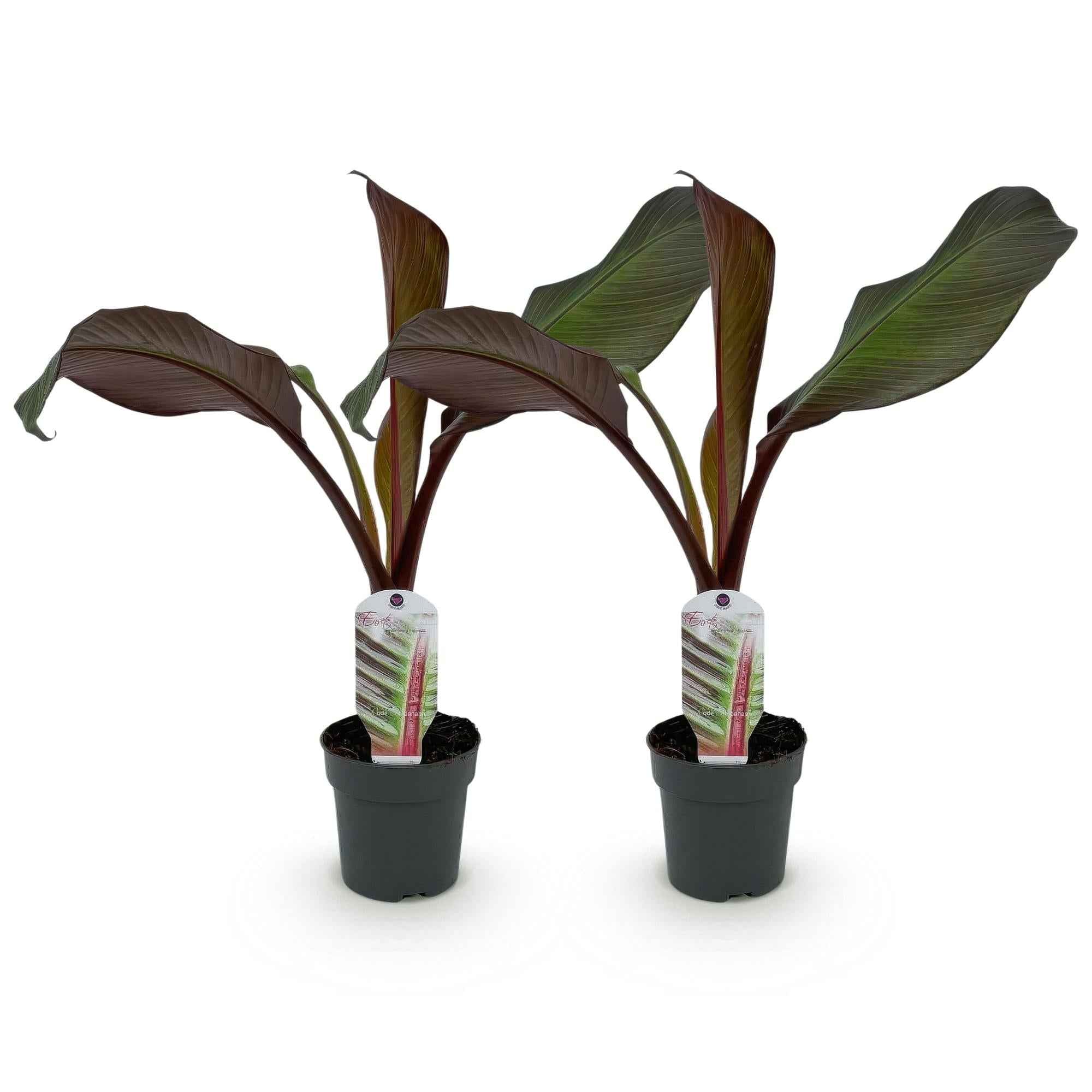 Image of Bananenpflanze Ensete ventricosum Maurelli – 2 Pflanzen – Winterhart – Obstpflanze – Ø12cm – Höhe ca. 30cm