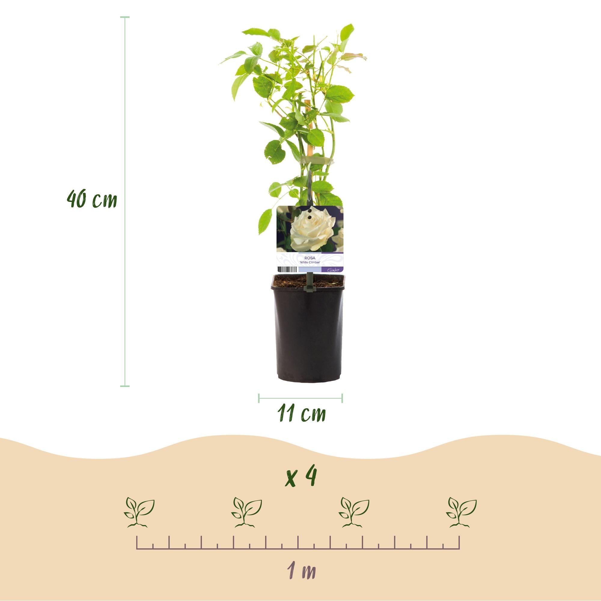 Image of Kletterrose – Rosa White Climber – Blüte Weiß – 2 Pflanzen – Wenig Pflege – 11cm – Höhe ca. 40cm-3