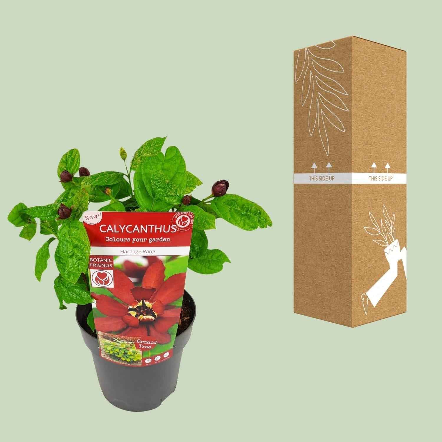 Image of Sinocalycanthus Hartlage Wine – Ø19cm – ca.30-50cm hoch – Carolina Allspice – Duftender Zierstrauch mit rot – violetten Blüten – Garten & Kübelpflanze-2