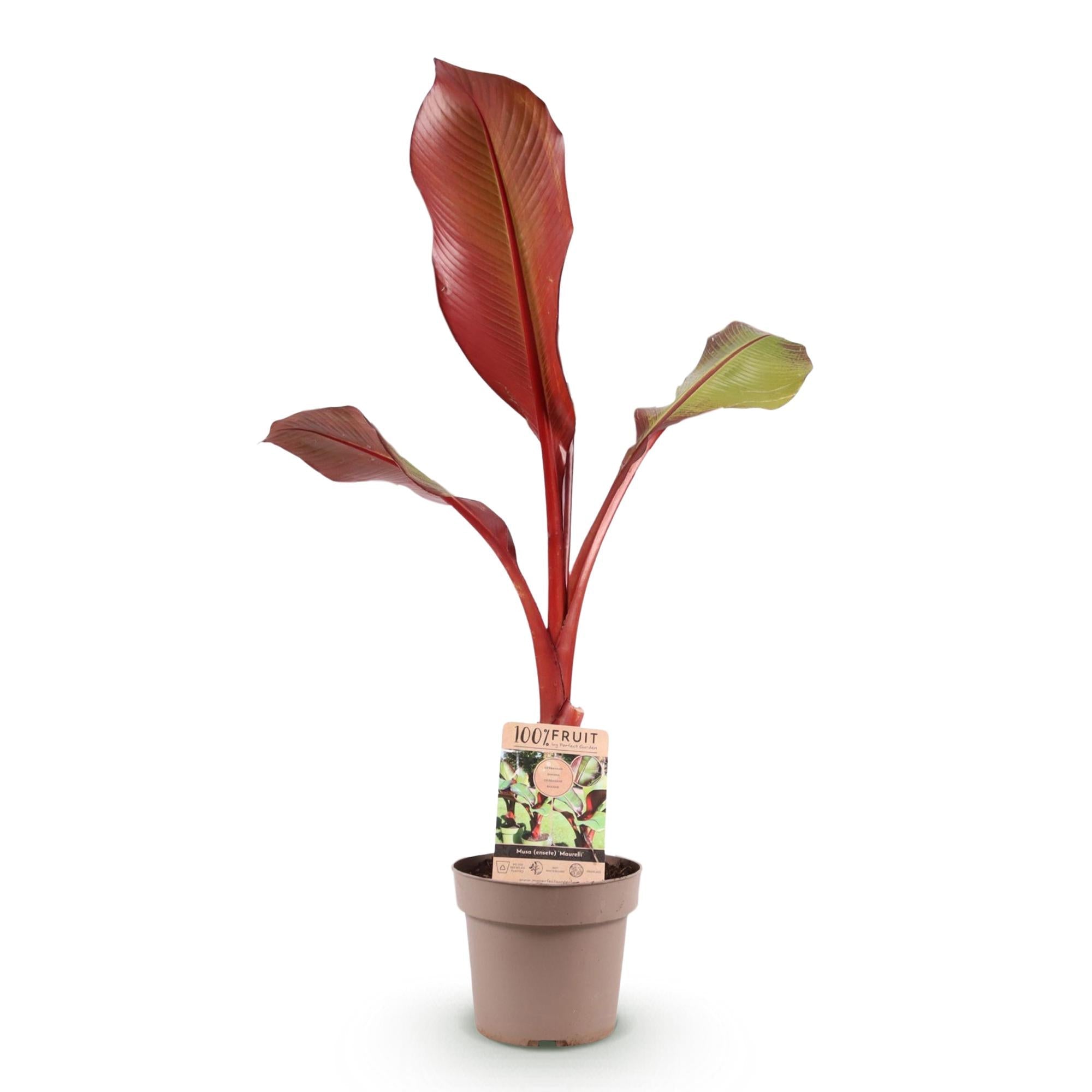 Image of Musa Ensete Maurelli – Rote Zierbanane – Tropische Bananenpflanze mit rot-grünen Blättern – Topf 21cm ↕70-90cm-1