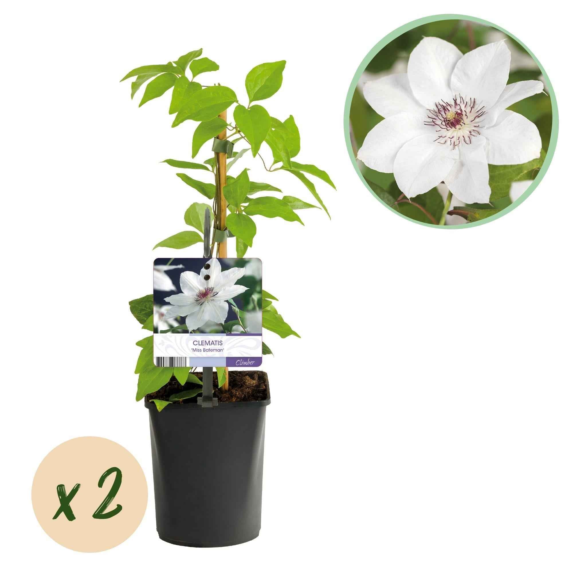 Image of Kletterpflanze Clematis Miss Bateman – Rosa – Weiße Blüten – Wenig Pflege – 2 Pflanzen – 11cm Höhe 40cm – Für Garten, Terrasse & Pergolen-2