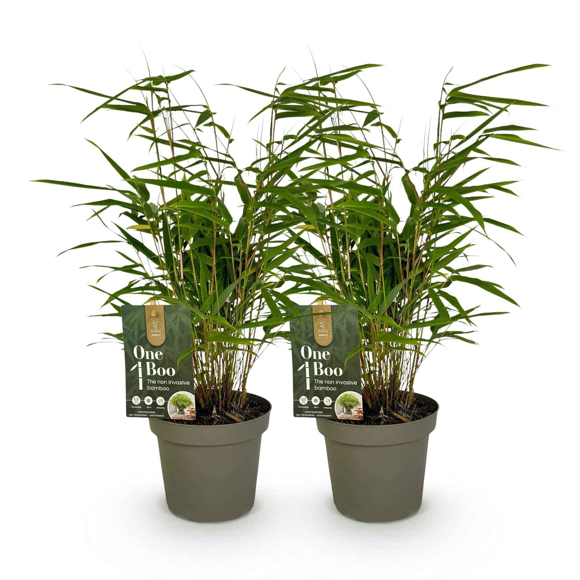 Image of Bambus Fargesia rufa – Immergrün – 2 Pflanzen – Grüner Bambus für Hecke, Garten & Terrasse – Ø14cm Höhe ca. 35cm-2