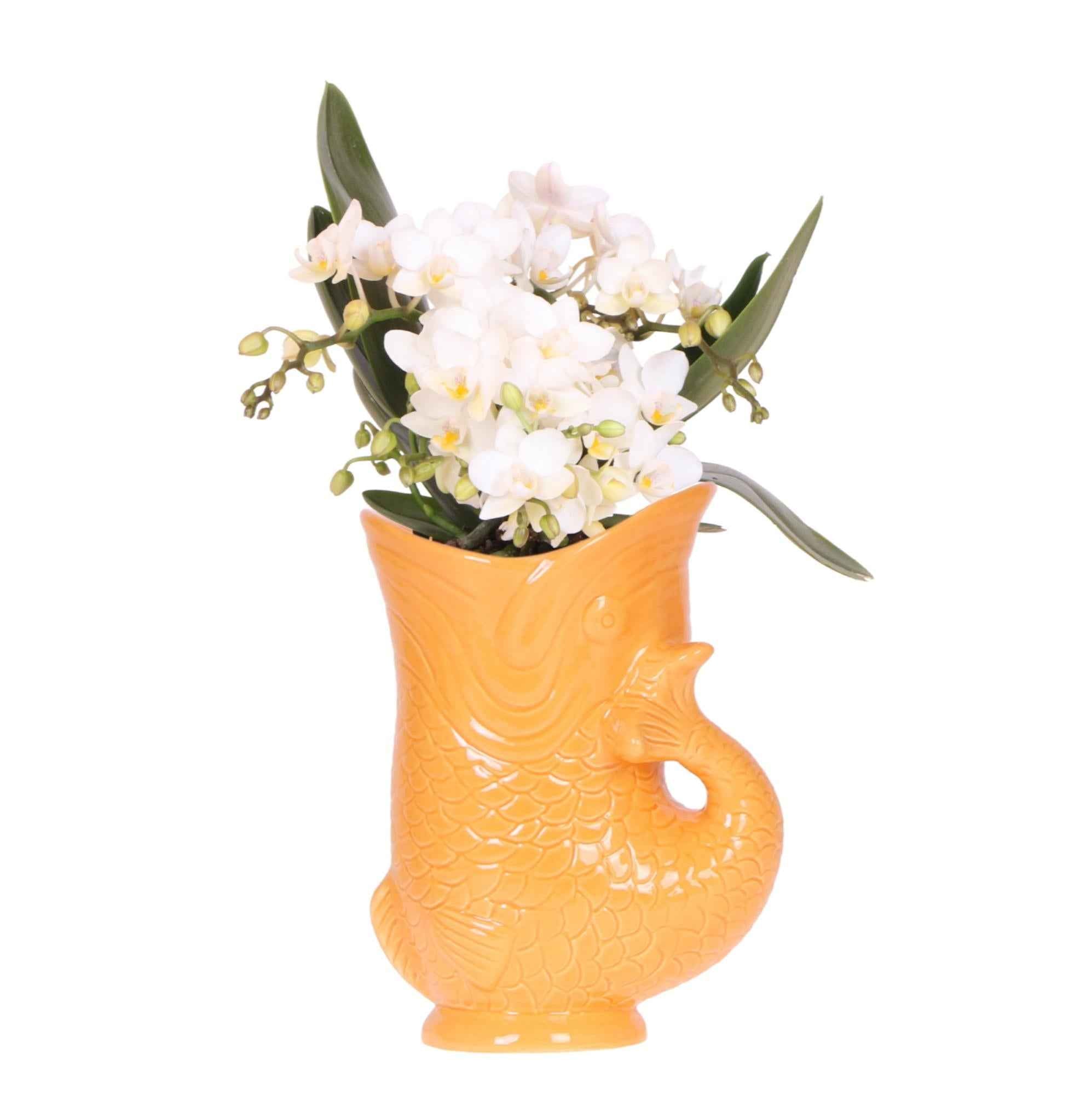 Image of Weiße Orchidee Nazaré – Ø9cm – Zimmerpflanze im sommerlichen Fischtopf Orange – Elegante Blüten für Wohnzimmer & Esstisch