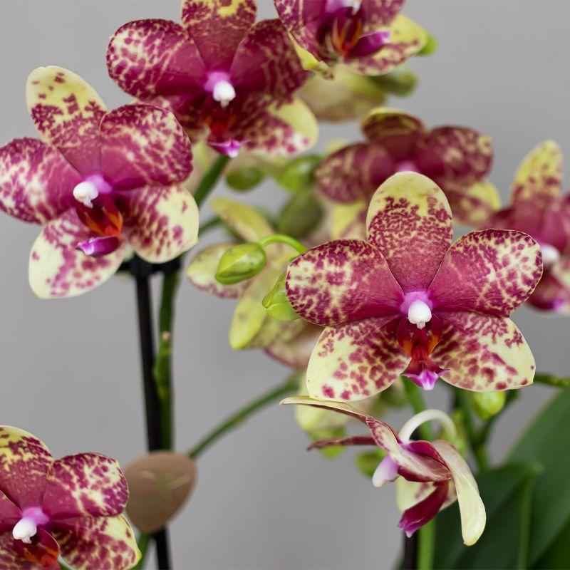 Image of Orange – Gelbe Phalaenopsis Orchidee – Grosseto – Ø9cm – Exotische Blühende Zimmerpflanze mit 2-3 kräftigen Trieben-2