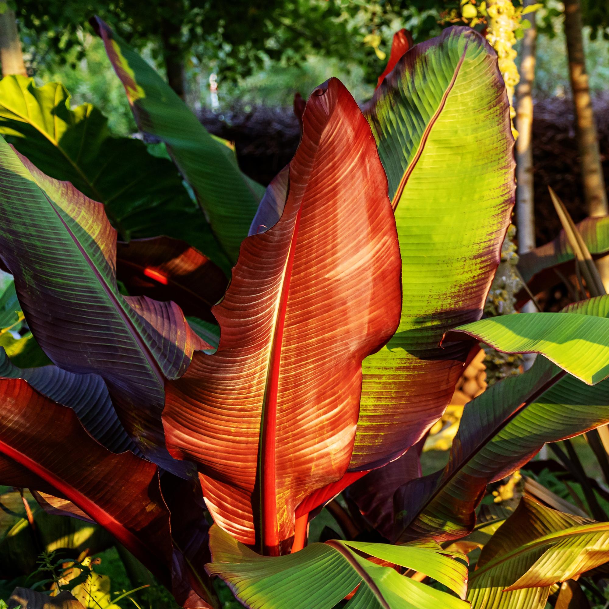 Image of Bananenpflanze Ensete ventricosum Maurelli – 2 Pflanzen – Winterhart – Obstpflanze – Ø12cm – Höhe ca. 30cm-5