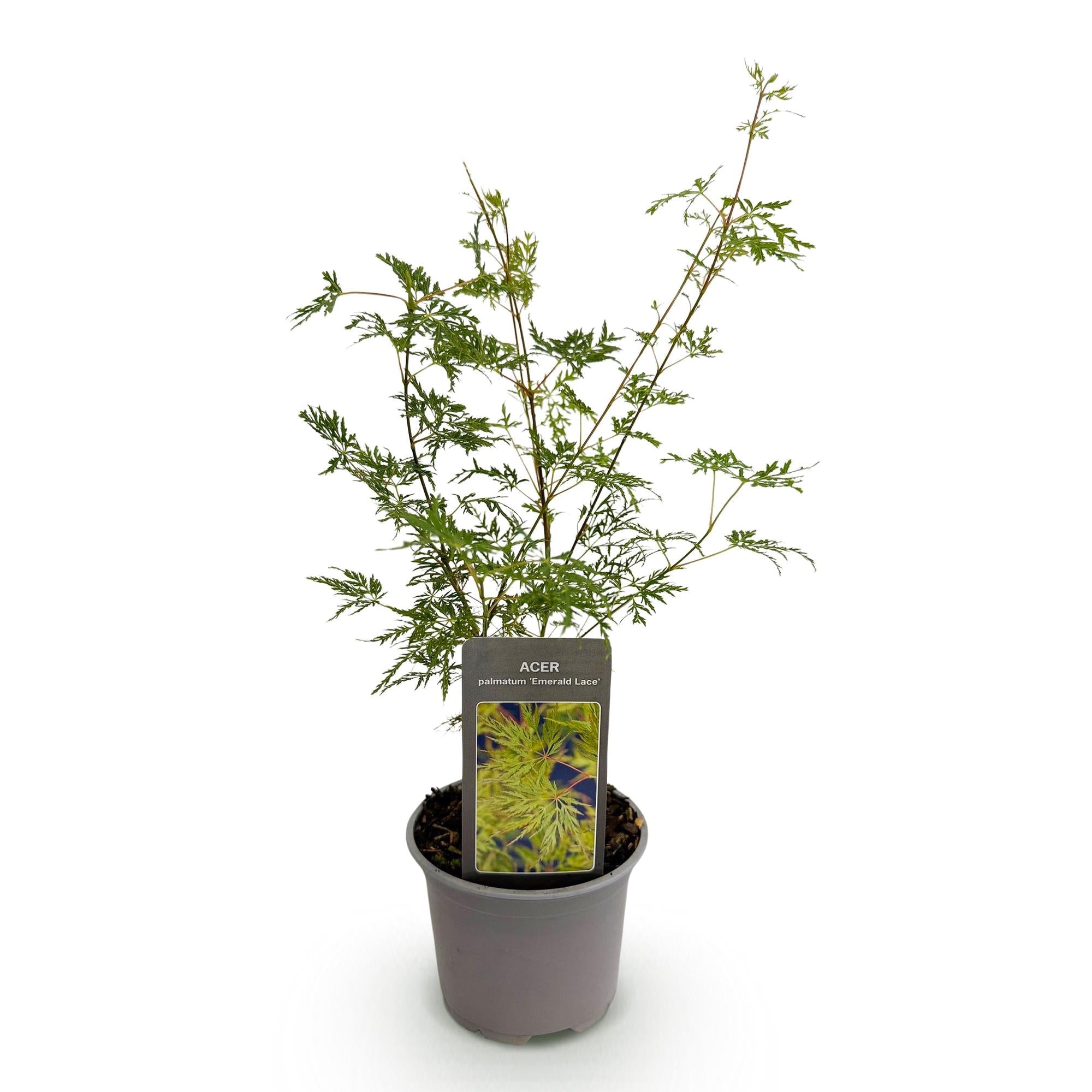 Image of Ahorn Acer palmatum Emerald Lace – 12cm Höhe ca.35cm – Fein gefiedertes grünes Laub & elegante Struktur – Laubabwerfend & pflegeleicht-2