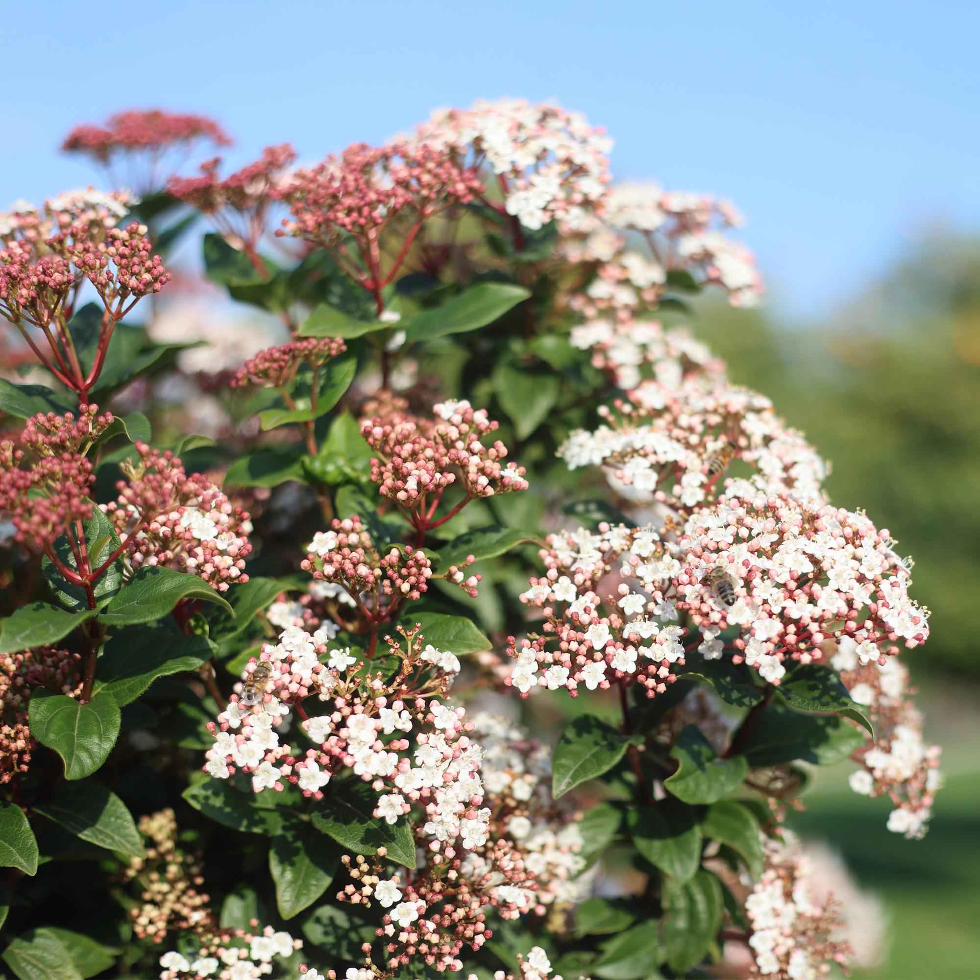 Image of Viburnum tinus – Immergrüner Schneeball – Stamm – Pflanze – Ø19cm – Höhe ca. 90cm – Winterblüher – pflegeleicht – Für Terrasse, Balkon & Garten-3