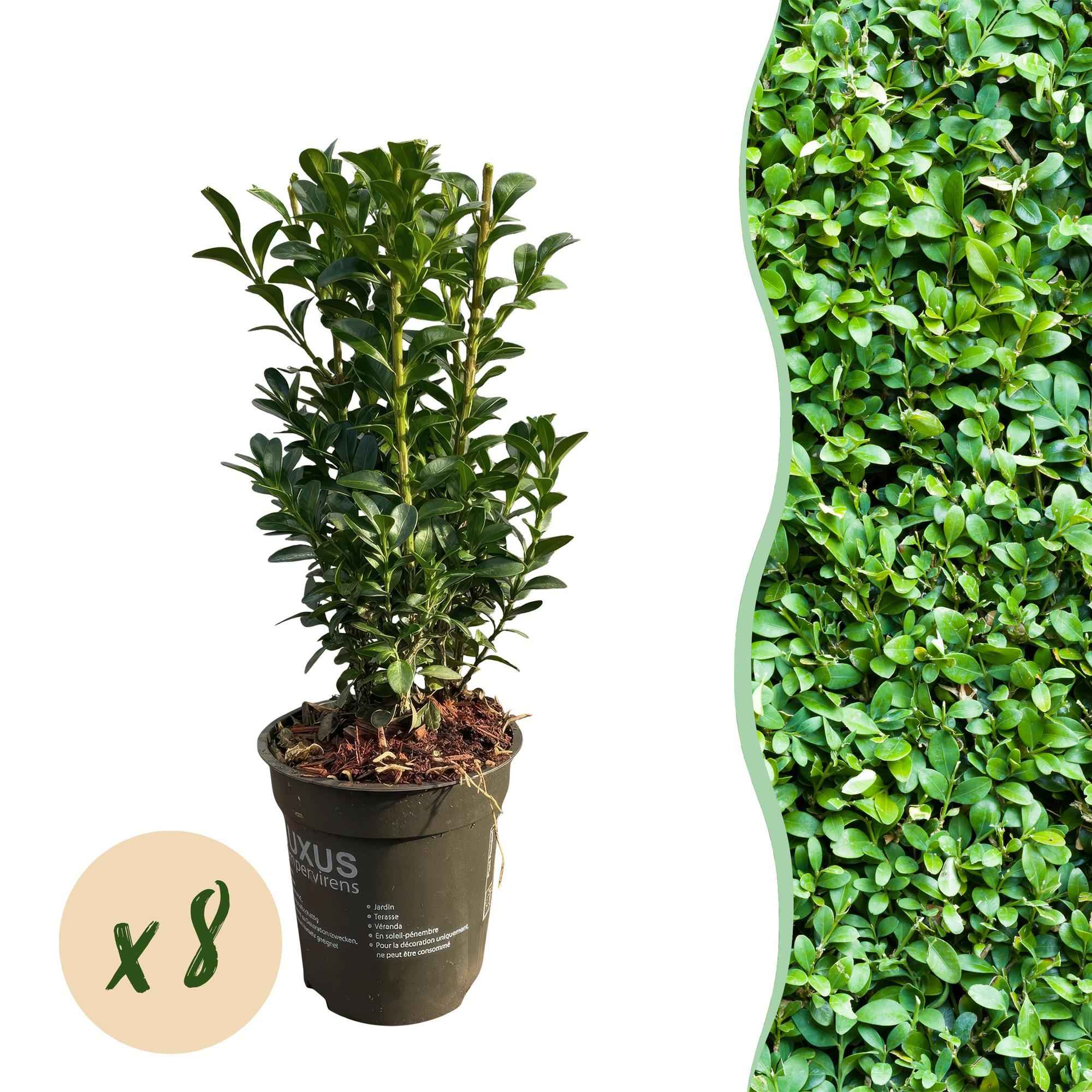 Image of Gewöhnlicher Buchsbaum Buxus sempervirens – Immergrüne Heckenpflanzen – 8 Pflanzen – 1m – 9cm Höhe 20-25cm – Grün – Pflegeleicht-1