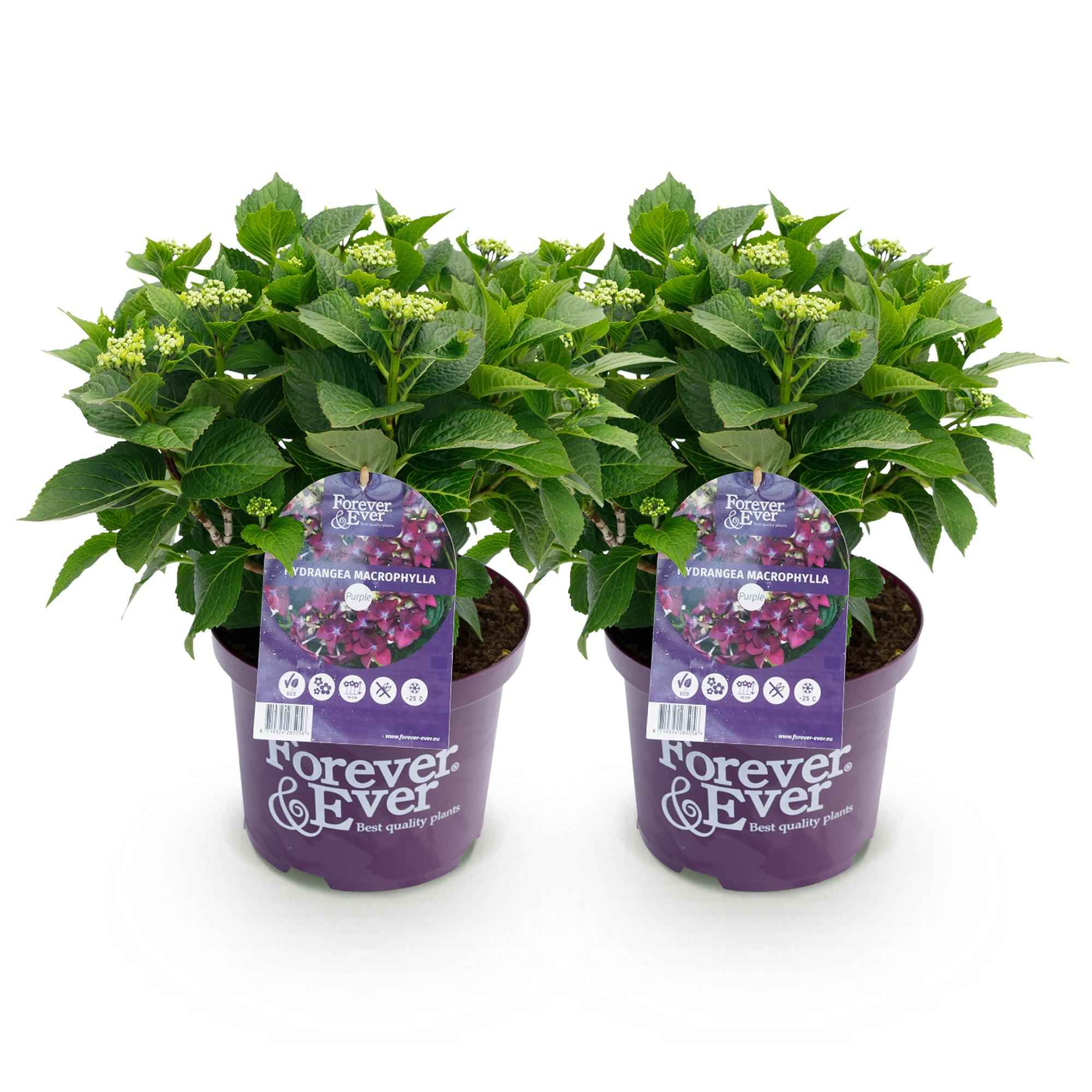 Image of Hortensie Forever & Ever – Lila – 2 Pflanzen – Hydrangea macrophylla – 23cm – Ca. 55cm hoch – 7-12 Blüten – Für Balkon, Terrasse & Beet-1