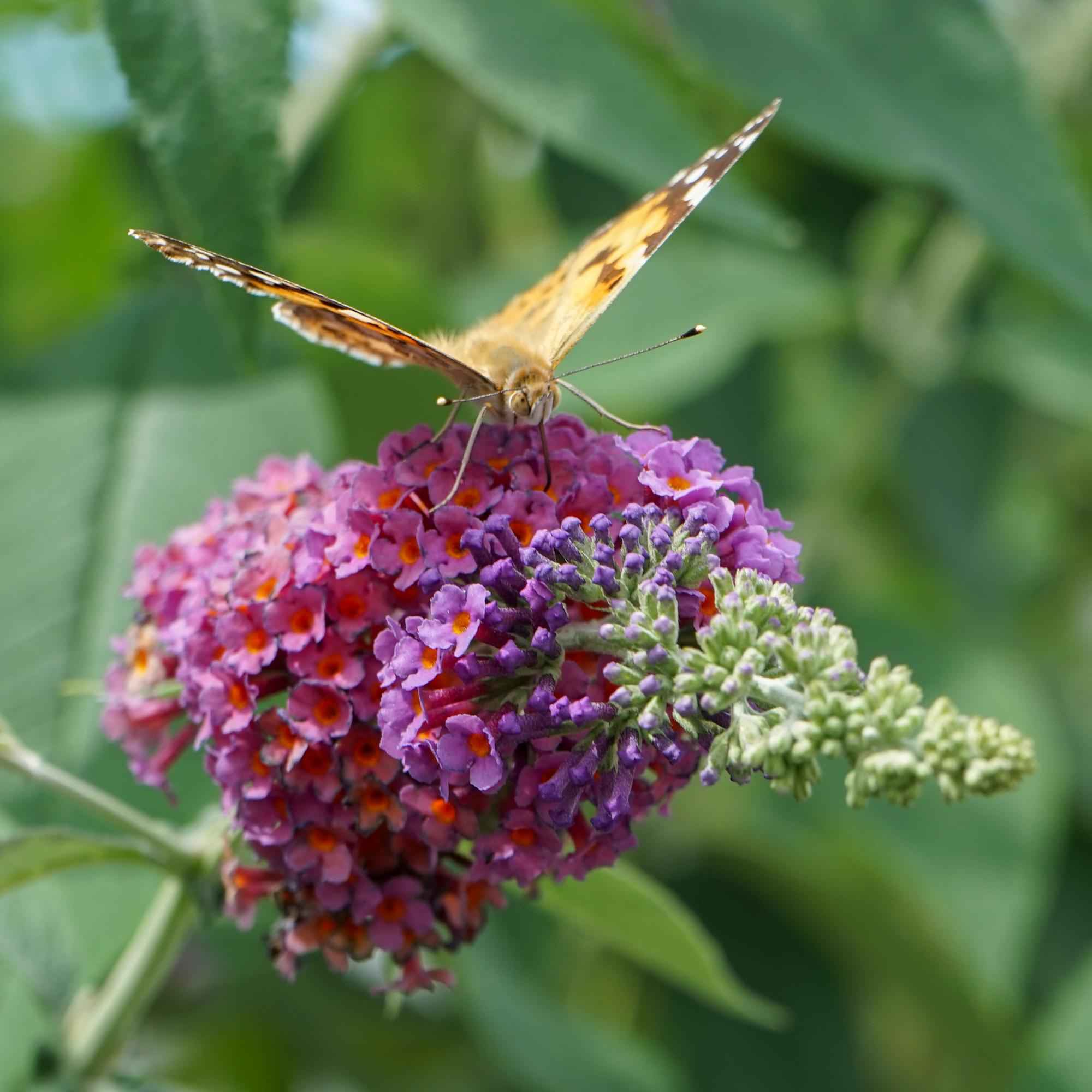Image of Schmetterlingsbusch Buddleja davidii Flower Power – Orange – Lila Blüten – 3 Pflanzen – 1m² – Schmetterlingsfreundlich – 17cm Höhe 30cm-4