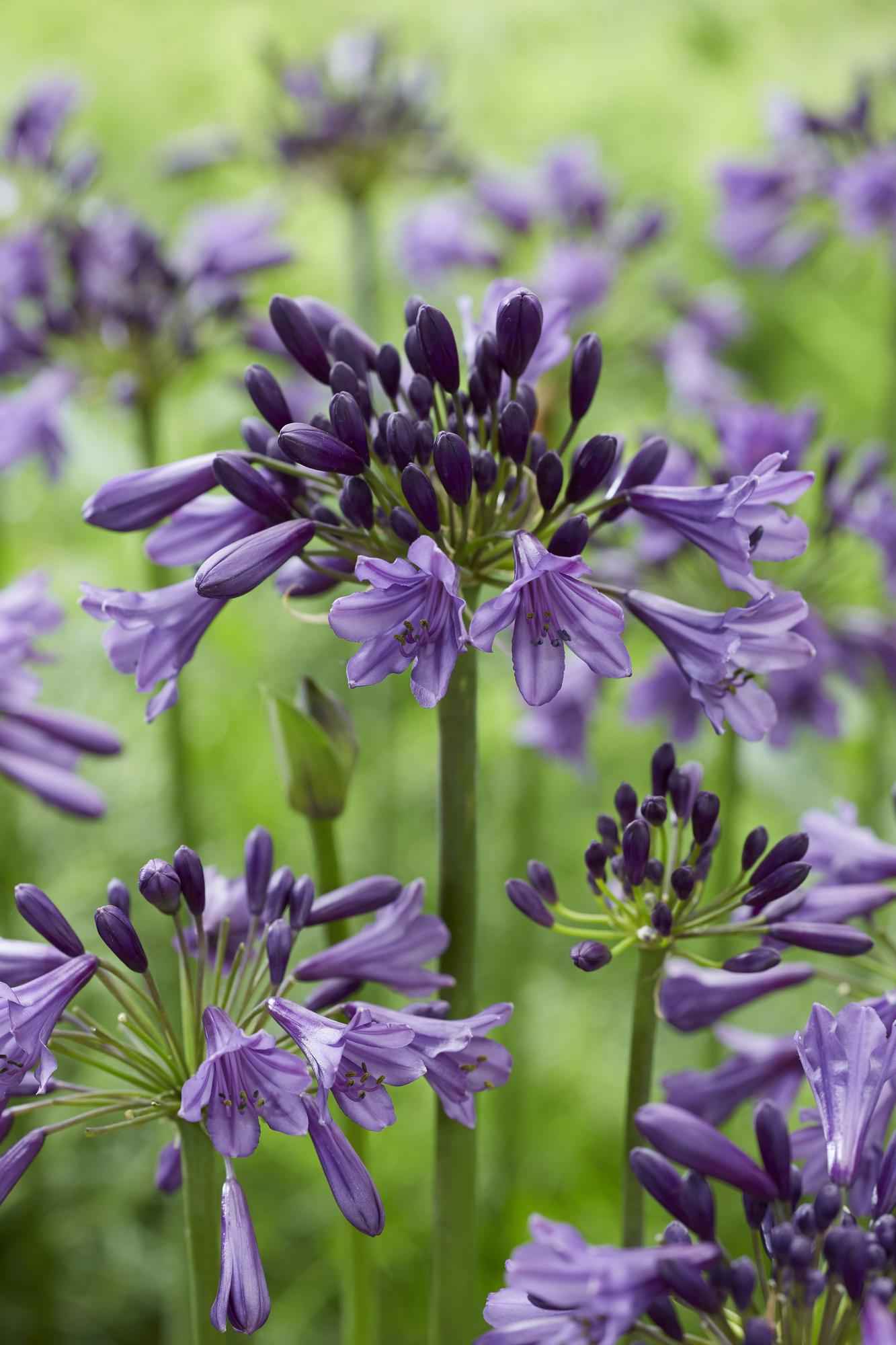 Image of Schmuck – Lilie Agapanthus Poppin Purple – Ø19cm ↕30cm – lila blühende Gartenpflanze für Balkon Terrasse Beet & Kübel