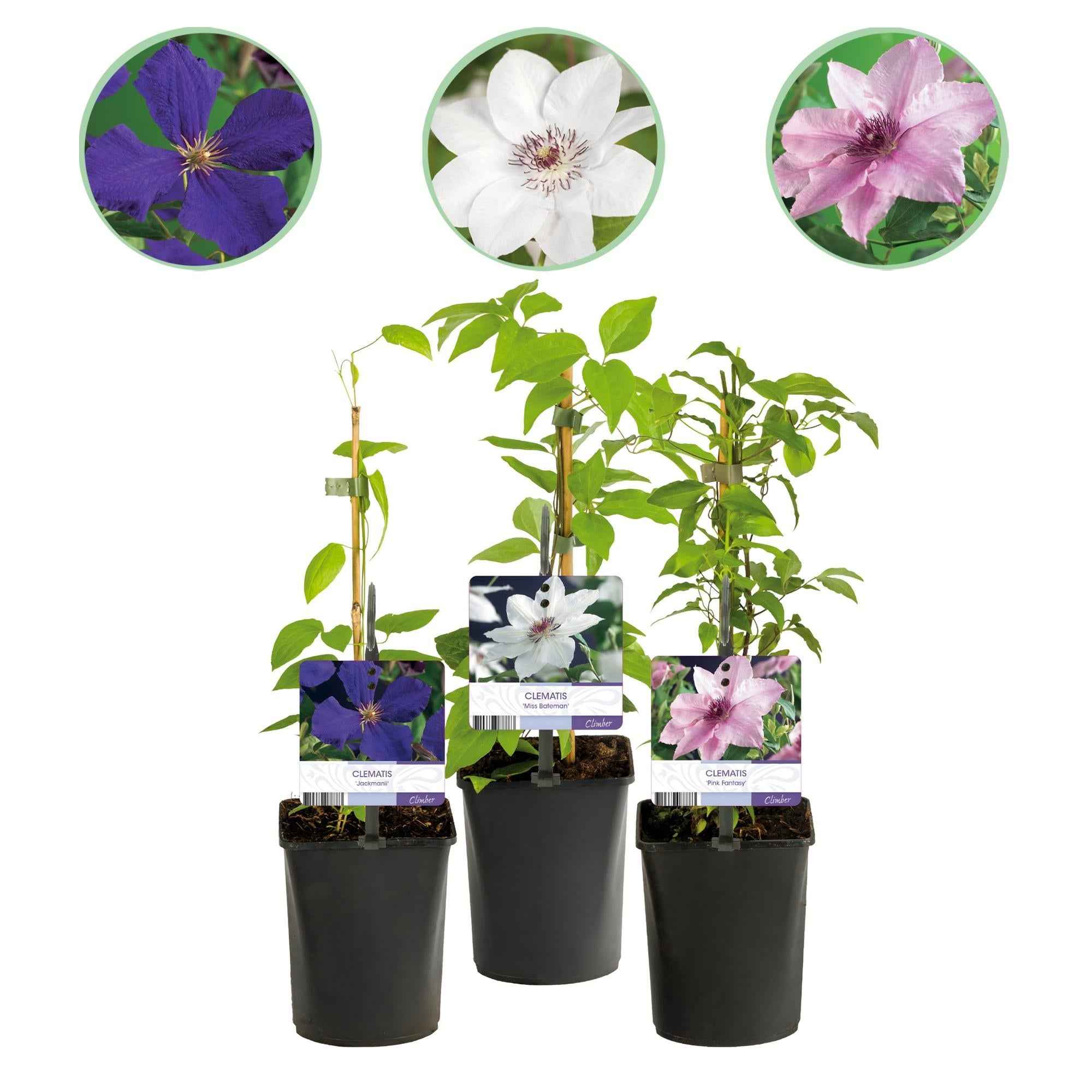 Image of Kletterpflanze Clematis Tricolour – Mehrfarbige Blüten Rosa Weiß Lila – Wenig Pflege – 3 Pflanzen – 11cm Höhe 40cm – Für Garten, Balkon & Pergolen-1