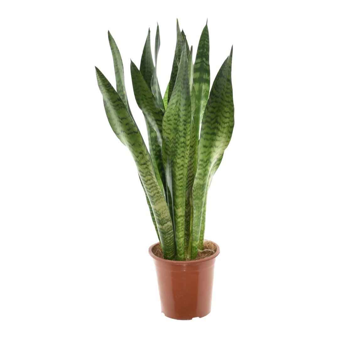 Image of Bogenhanf – Sansevieria Zeylanica – Zimmerpflanze – Ø17cm – ↕75cm – Pflegeleichte Luftreiniger-Pflanze – Für Schlafzimmer, Wohnzimmer & Büro