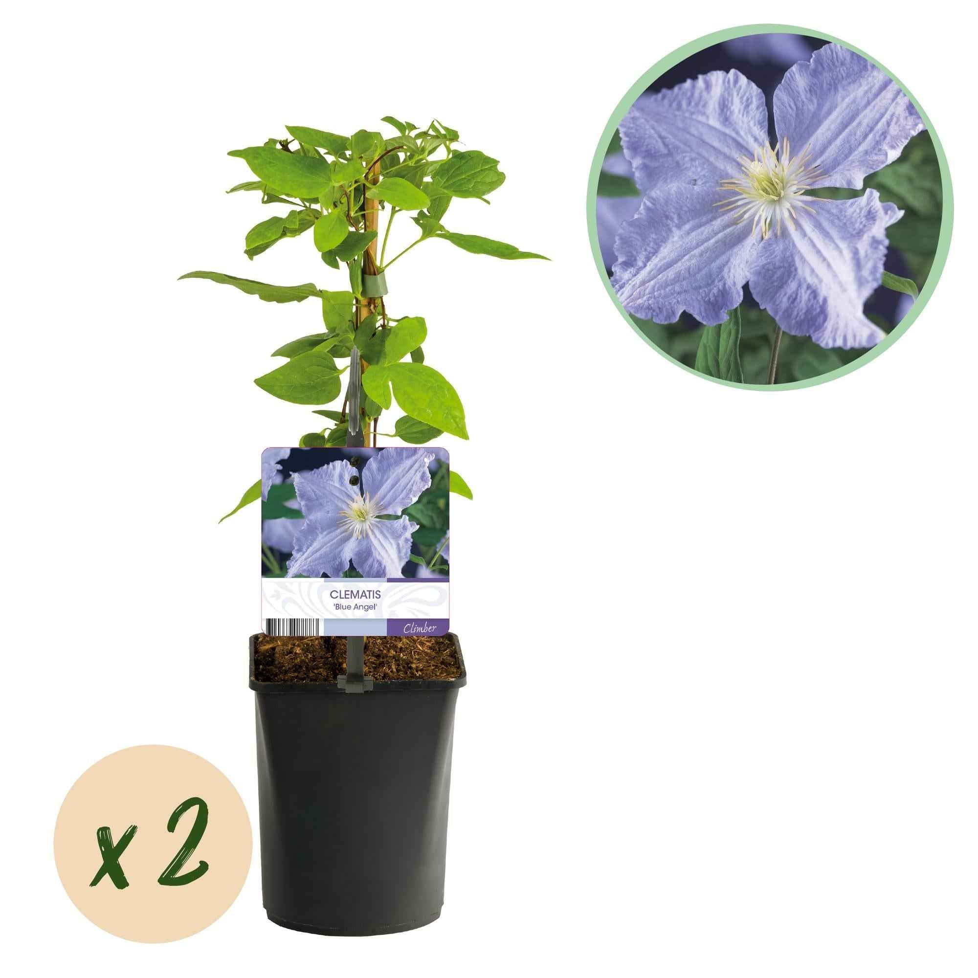 Image of Clematis 'Blue Angel' – 2er Set – Kletterpflanze mit hellblauen Blüten – Ø11cm – Höhe ca. 40cm – Pflegeleicht – Blüht Frühling bis Sommer-0
