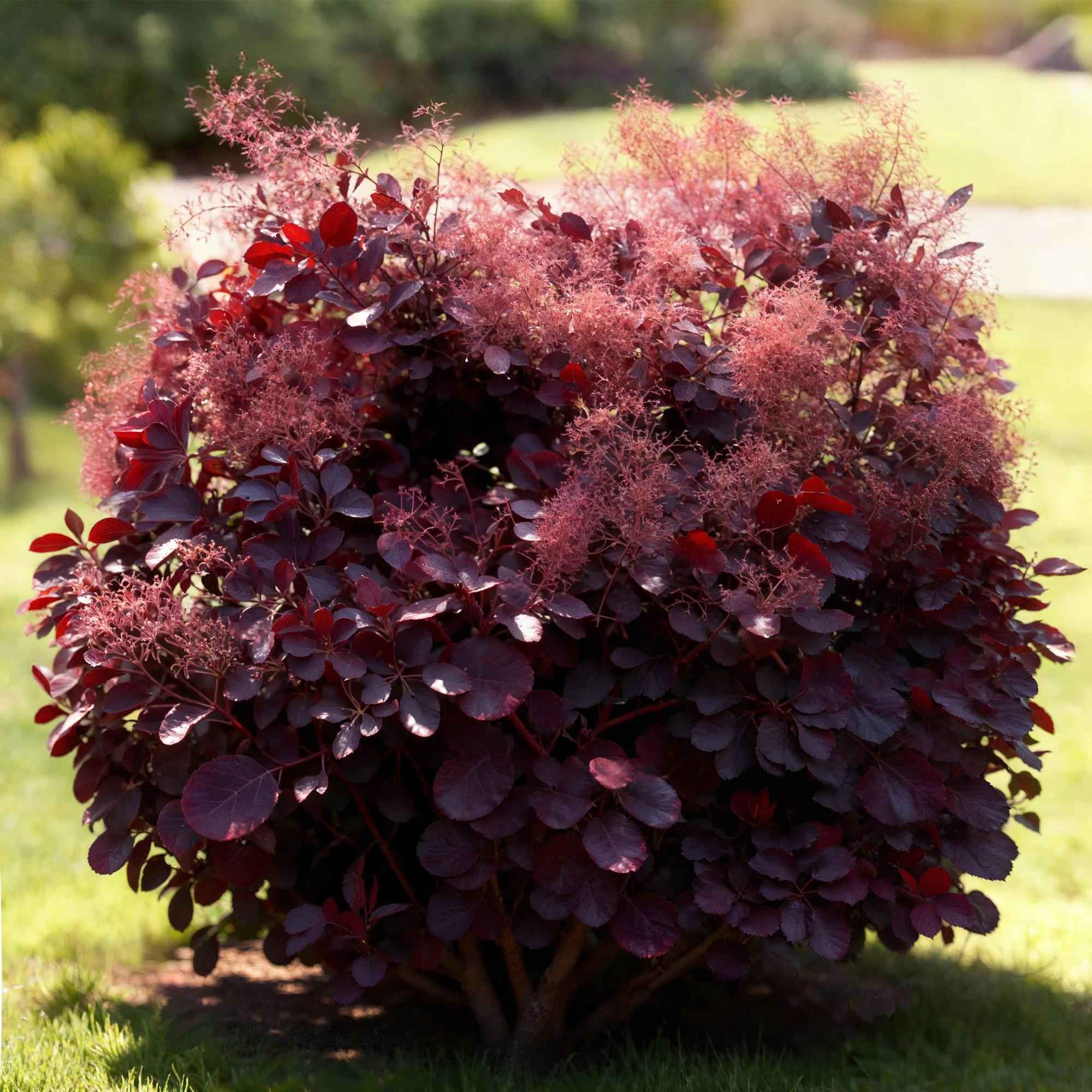 Image of Cotinus coggygria Lilla – 12cm – Höhe ca. 35cm – Purpurrotes Laub & lila Sommerblüte-3