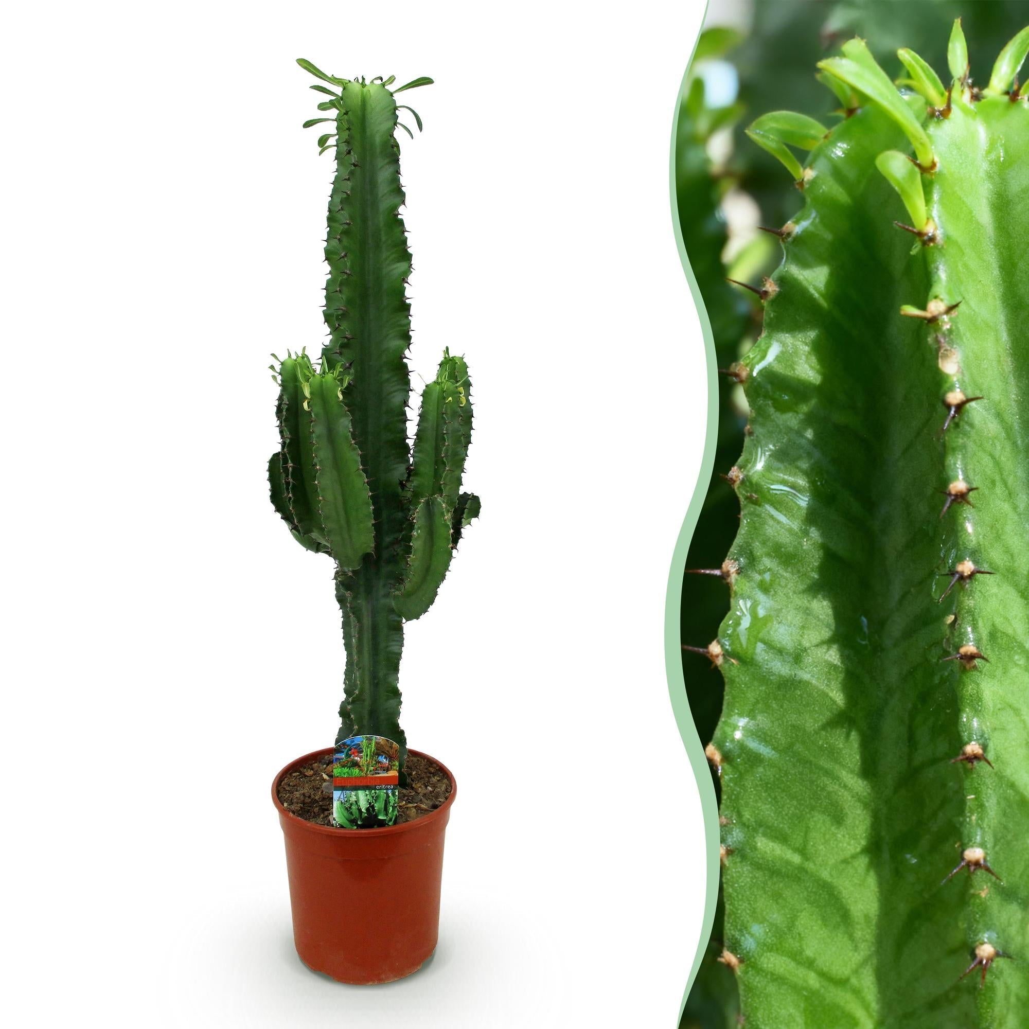 Image of Wolfsmilchkaktus Euphorbia Eritrea – Afrikanischer Milchbaum – 70cm – 19cm – Pflegeleichte Sukkulente mit markanten Stängeln – Robuste Zimmerpflanze-1