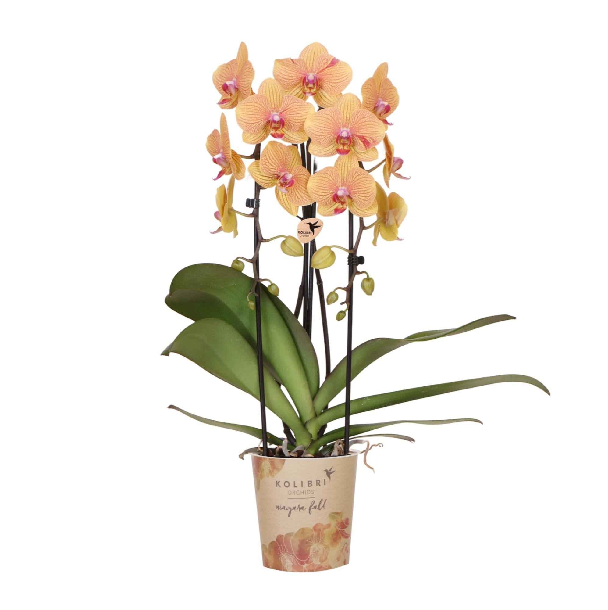 Image of Phalaenopsis Orchidee Sunny Bunny – Ø12cm – Gelb – Rosa blühende Zimmerpflanze – Niagara Fall Kollektion – Blühende Orchidee frisch vom Züchter-0