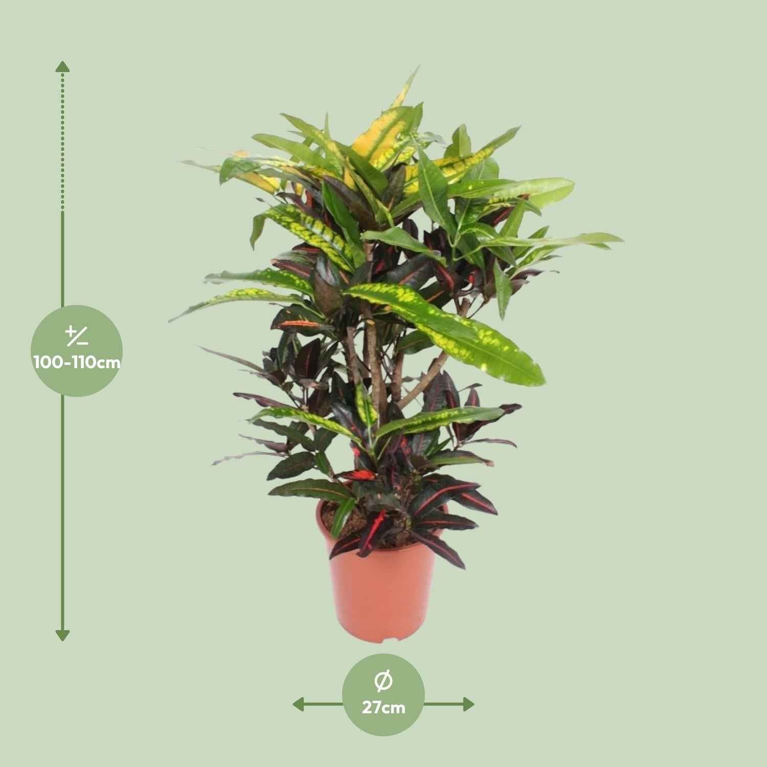 Image of Wunderstrauch – Codiaeum Mango Croton – Zimmerpflanze – Ø27cm – ↕110cm – Farbstarkes Laub in Gelb, Rot & Grün-1
