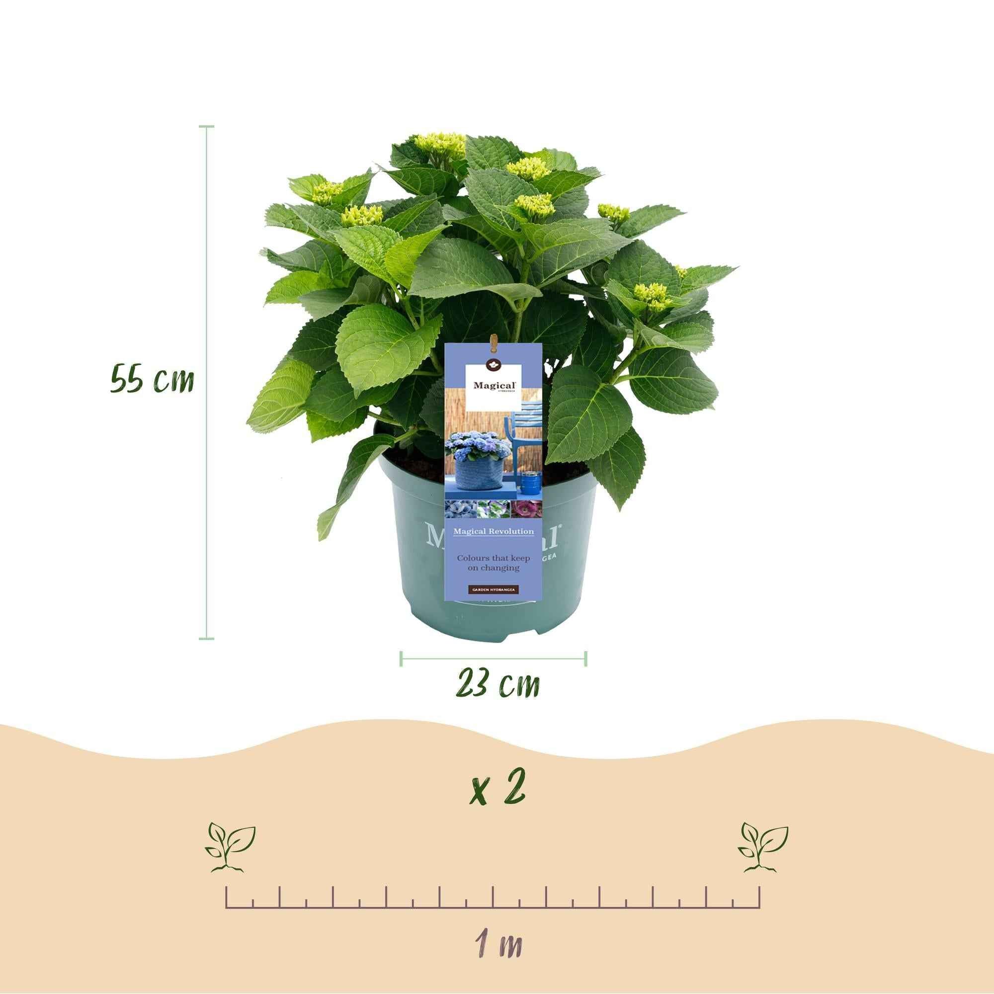 Image of Hydrangea macrophylla Magical Revolution Blue – Blaue Gartenhortensie – 2 Pflanzen im Topf 23cm – Höhe 55cm – 6-10 Blüten – Balkonpflanze