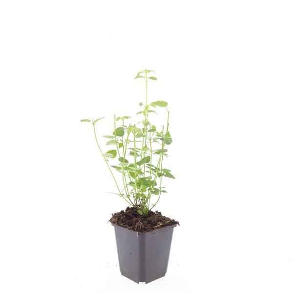 Image of Asiatische Duftnessel Agastache 'Black Adder' – 6 Pflanzen – Staude mit dunkelvioletten Blüten – Ø9cm – Blütezeit Sommer bis Herbst-2