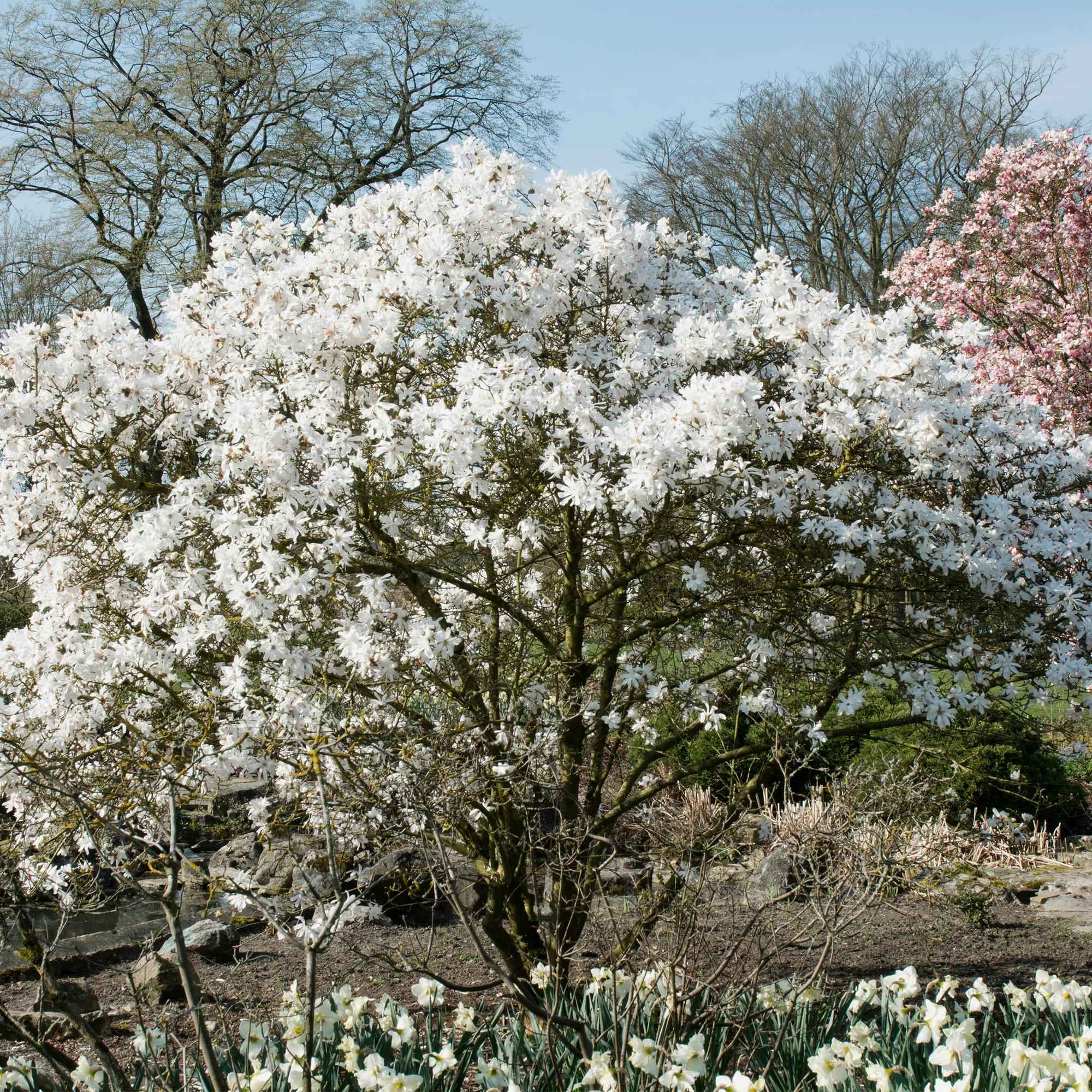 Image of Stern – Magnolie Magnolia Stellata – Strauch – Blüte Weiß – Laubabwerfend – Frühjahrsblüher – Pflegeleicht – 17cm Höhe 45cm – Für Garten & Terrass-0