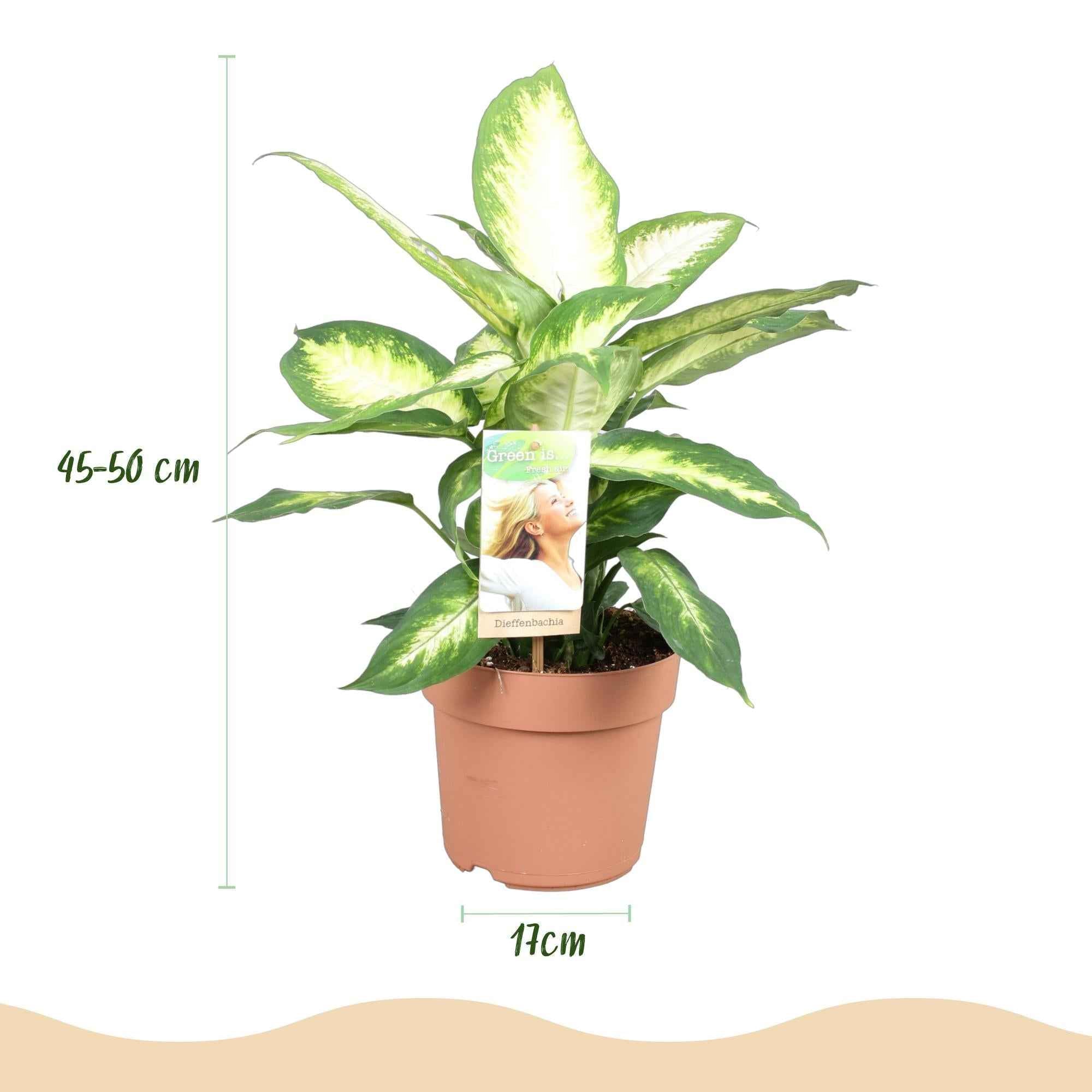 Image of Dieffenbachia Camilla – 17cm – Höhe 45-50cm – Pflegeleichte bunt gemusterte Zimmerpflanze für Wohnzimmer, Büro und schattige Innenräume-2