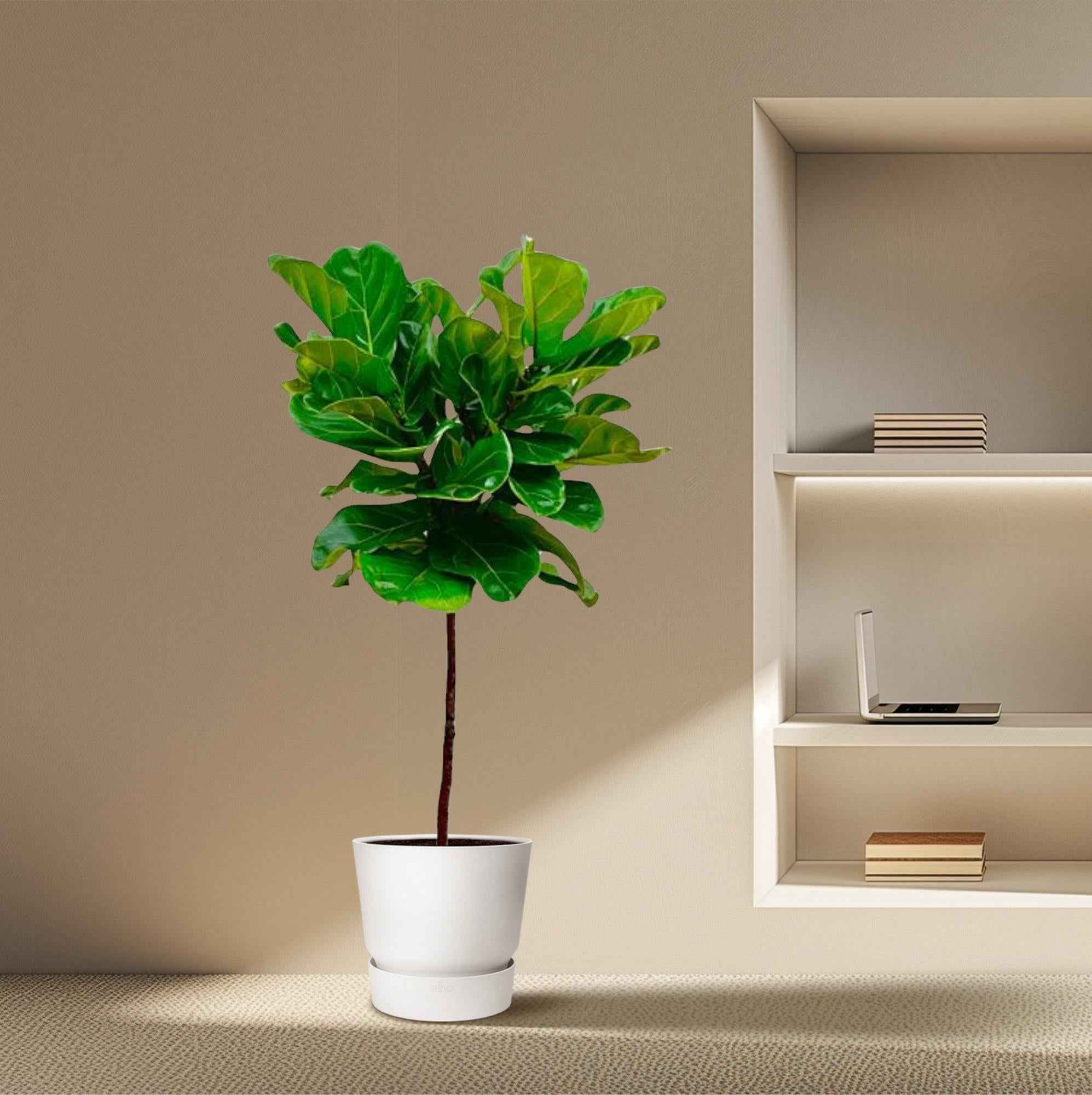 Image of Ficus Lyrata – Geigenfeige – ca. 130cm hoch – Ø24cm – Zimmerpflanze mit Stamm – Groß, dekorativ & luftreinigend – Für Wohnzimmer, Büro & Wintergarten-3