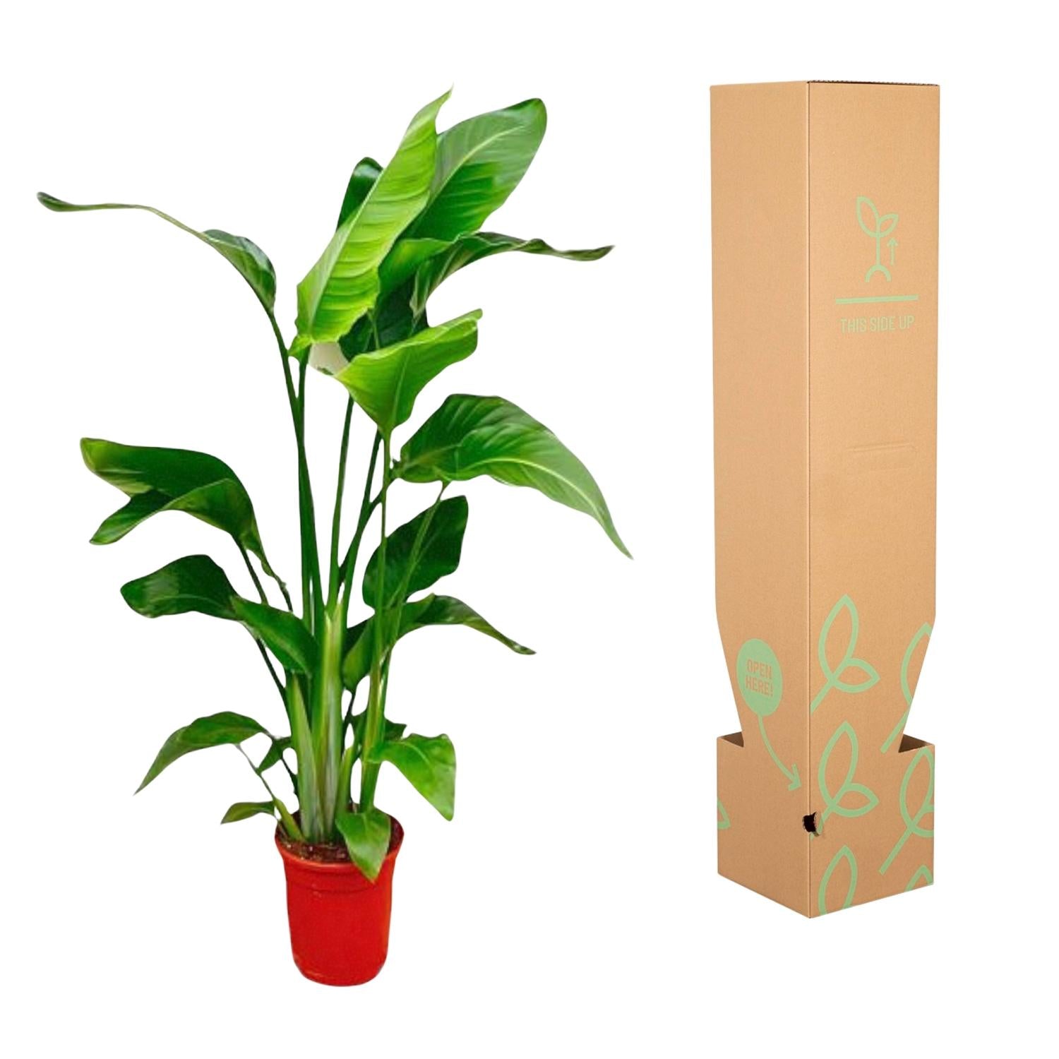 Image of Strelitzia Nicolai – Paradiesvogelblume – Zimmerpflanze 70-90cm – Ø17cm – Tropische Grünpflanze für Wohnzimmer & Büro – Exotisch & pflegeleicht-2