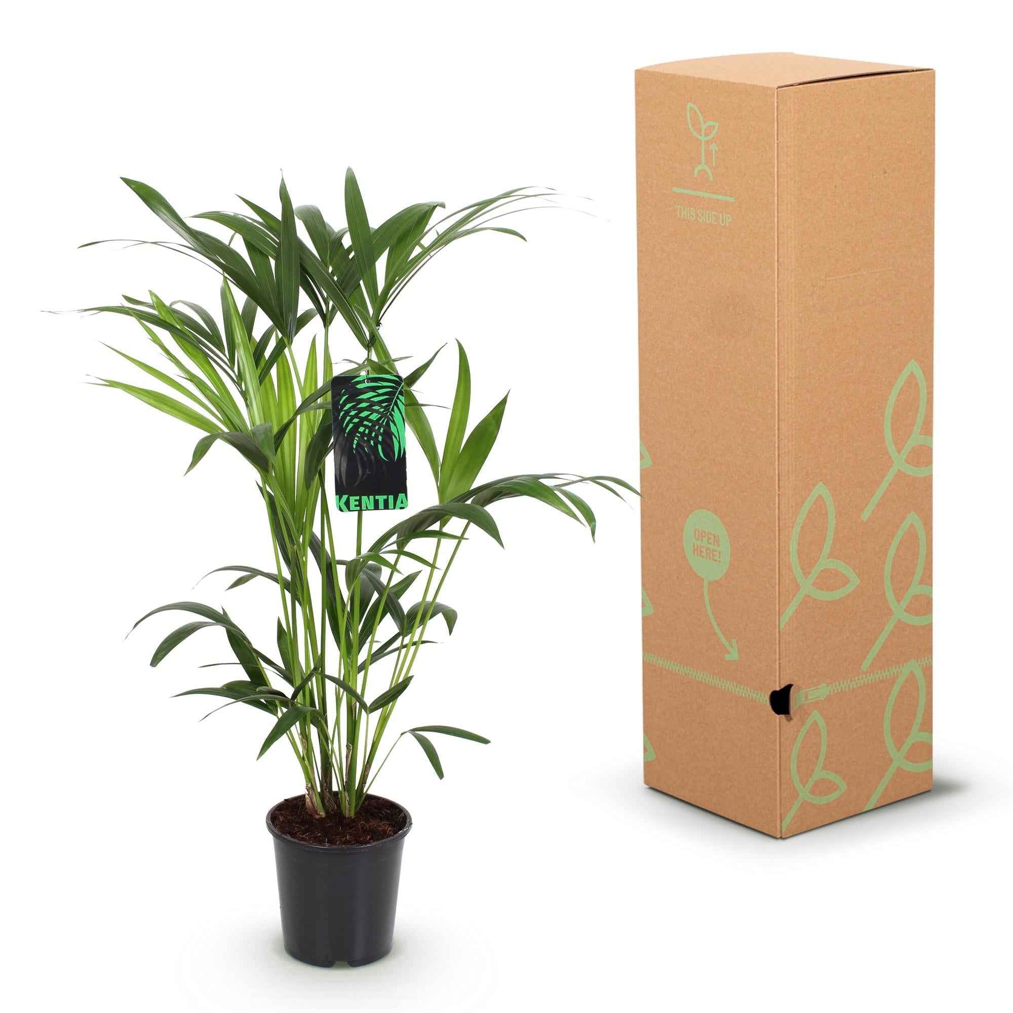 Image of Howea Forsteriana – Kentia – Palme – 80-85cm – 19cm – Pflegeleichte Zimmerpalme mit eleganten Wedeln-4