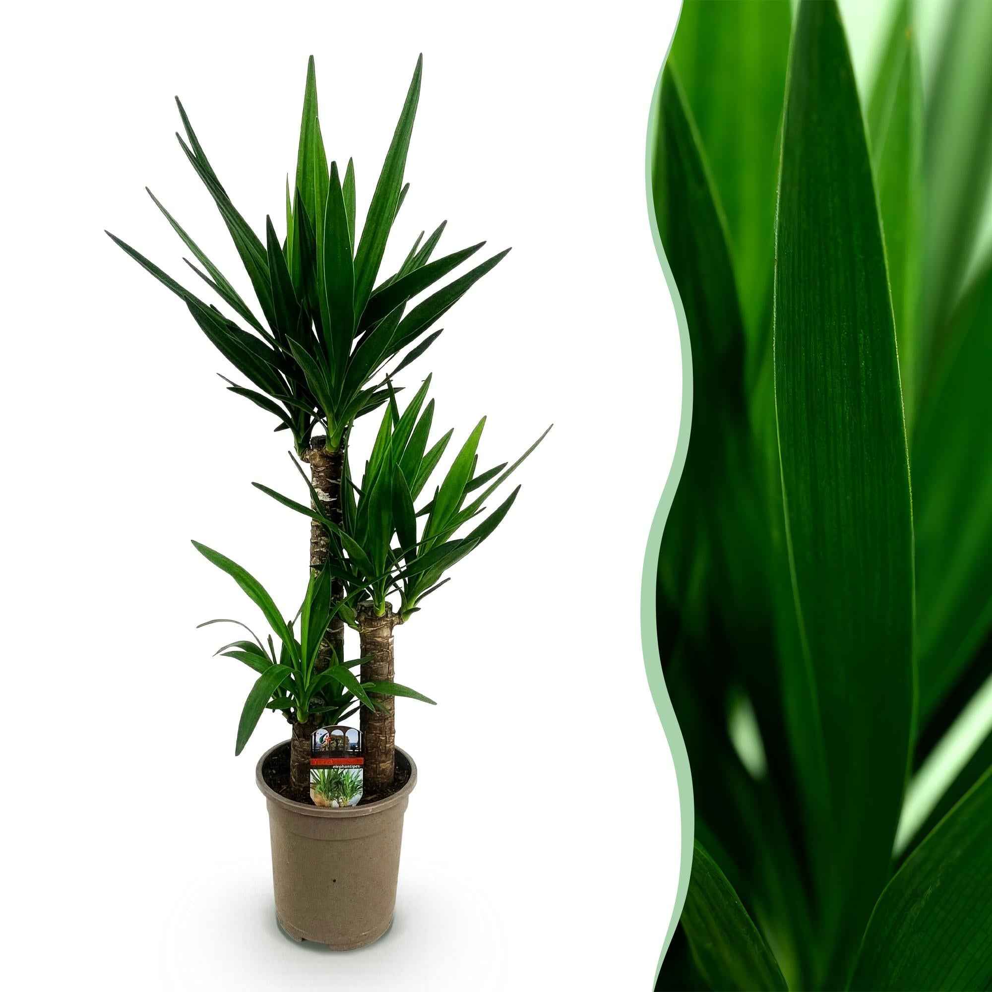 Image of Palmlilie Yucca Elephantipes – 100cm – 21cm – Pflegeleichte Palmlilie mit langen, spitzen Blättern-1