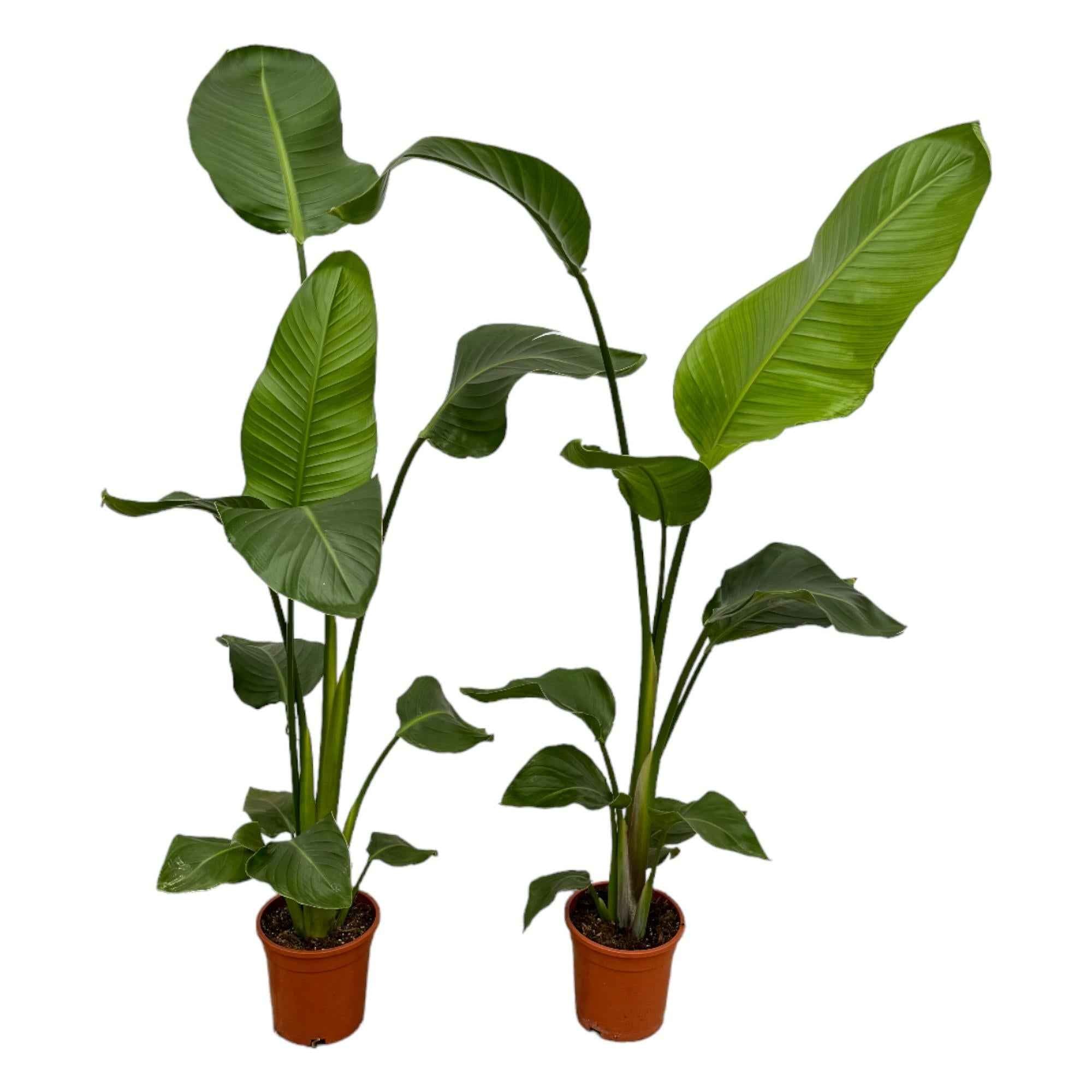Image of Weißer Paradiesvogel – Strelitzia Nicolai – Zimmerpflanze – Ø17cm – ca. 100cm hoch – Exotisches Grün für Innenräume – 2 Pflanzen-0