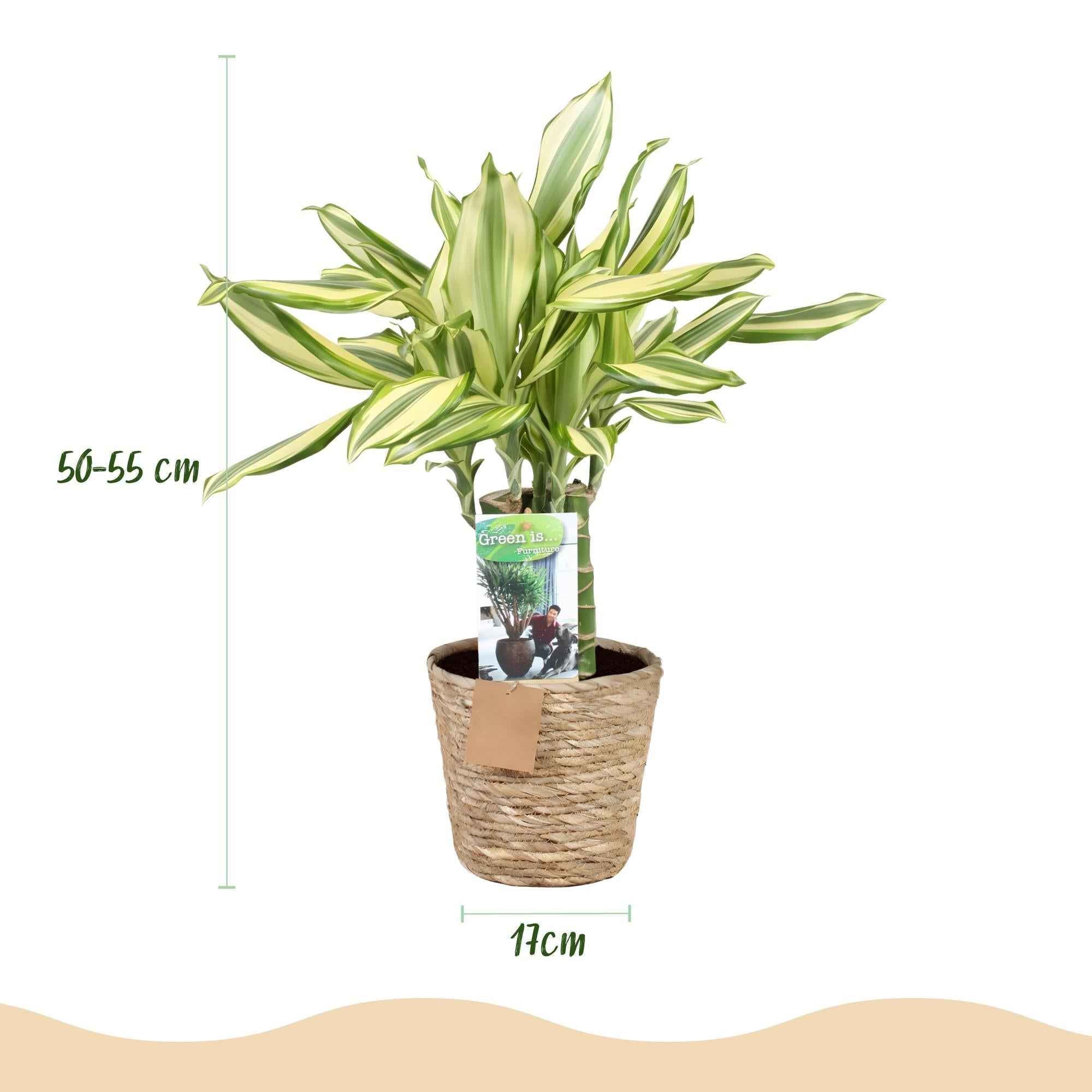 Image of Dracaena fragrans Diamond Dream – 50-55cm – 17cm inkl. Naturkorb – Pflegeleichter Drachenbaum-2