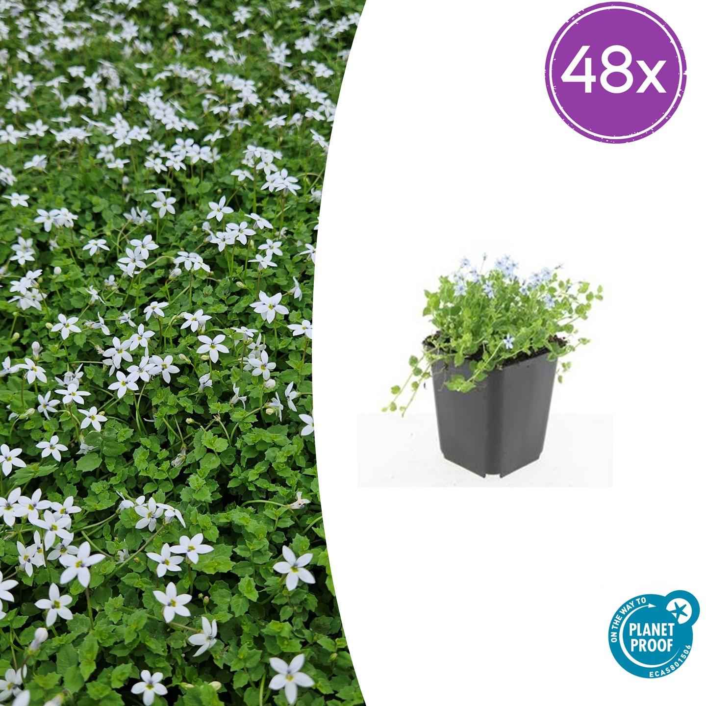 Image of Isotoma fluviatilis 'Alba' – Bodendecker – 48 Pflanzen – Ø9cm – ↕10-25cm – Weiß blühend & winterhart – Für Sonne & Halbschatten – pflegeleicht-1