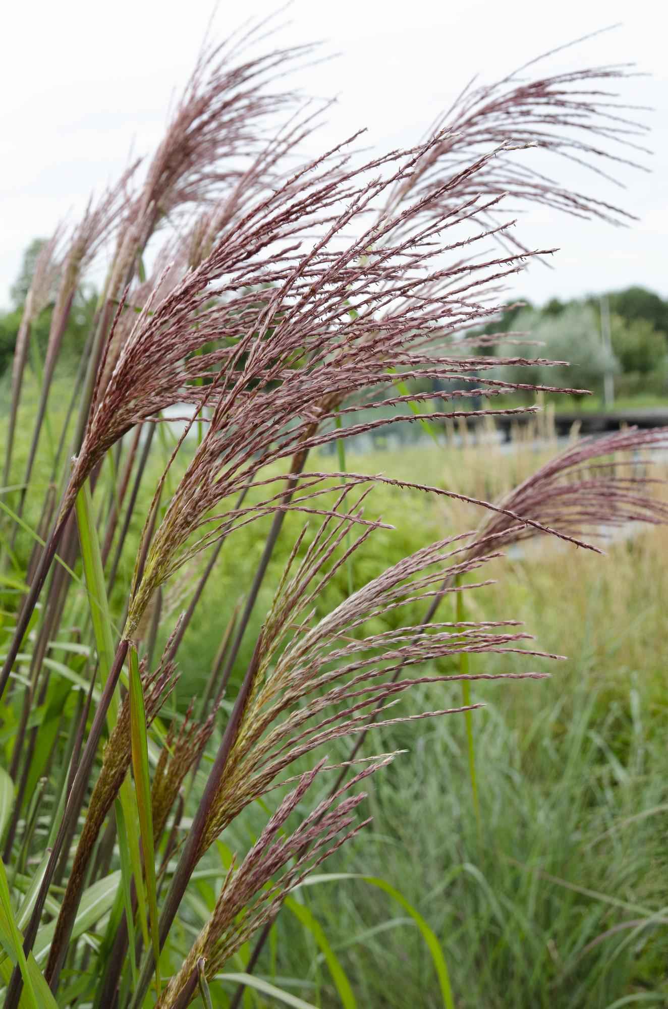 Image of Chinaschilf - Miscanthus sinensis 'Ferner Osten' - Ø19cm ↕50cm - Ziergras mit roten Stängeln & rotbraunen Blüten - Winterhart & pflegeleicht