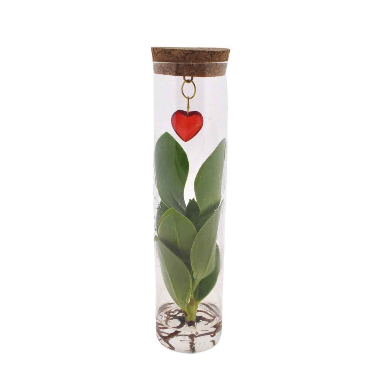 Image of Clusia im Glasröhrchen mit Herzanhänger – Mix in Tube Glas + Jewel – Ø7cm – ↕15cm – Stilvolle Zimmerpflanze im Glas – Perfekte Geschenkidee-0