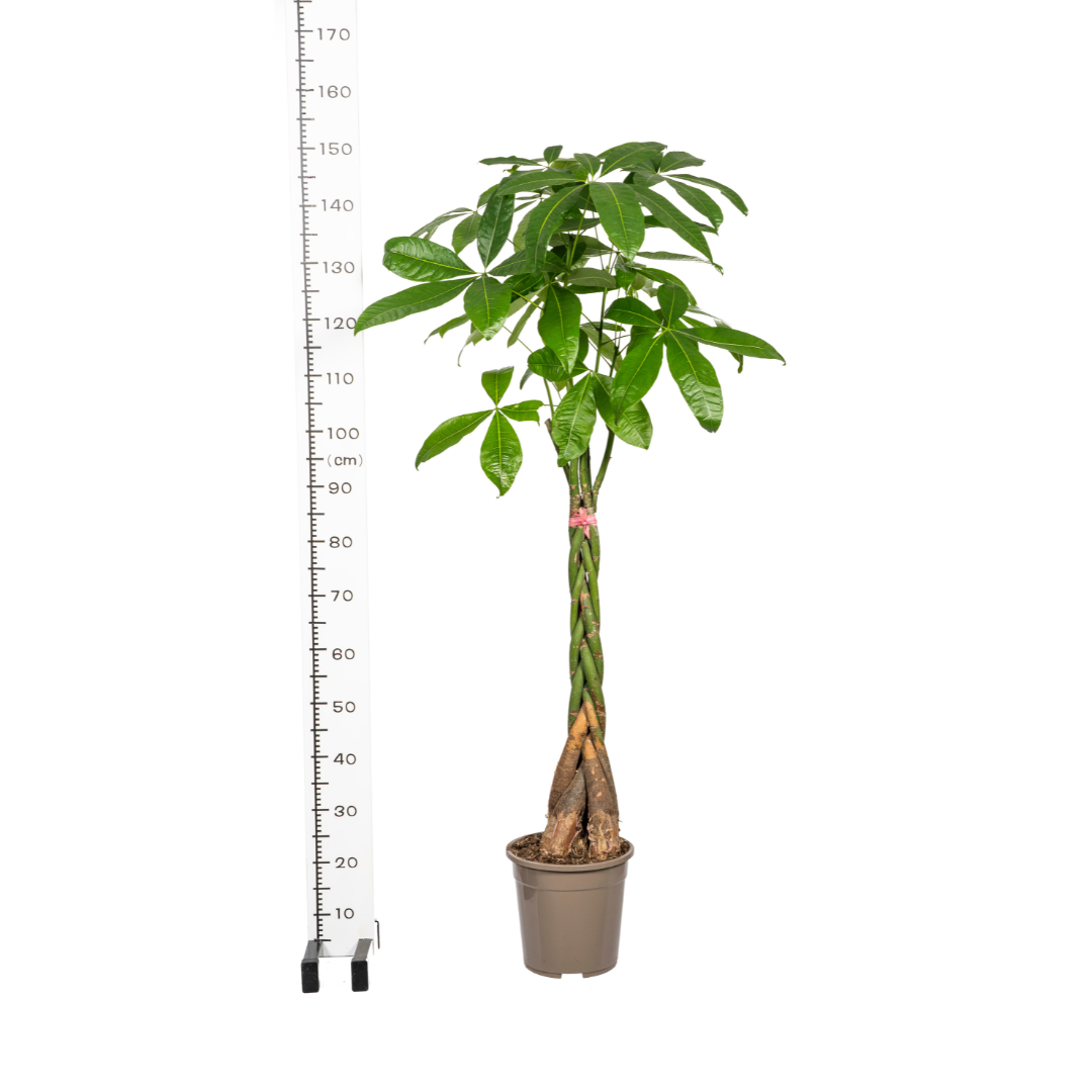 Image of Glückskastanie Pachira Aquatica – Zimmerpflanze – Ø24cm – 120-140cm hoch – Geflochtener Stamm – Exotisch & pflegeleicht-4