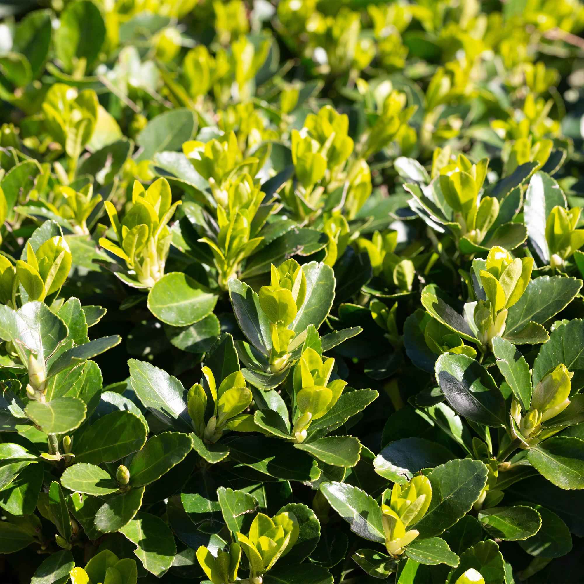 Image of Japanischer Spindelstrauch Euonymus japonicus Green Spire – Heckenpflanze – Blatt Grün – 6 Pflanzen – 1 Meter – Immergrün – 17cm Höhe 40cm-4
