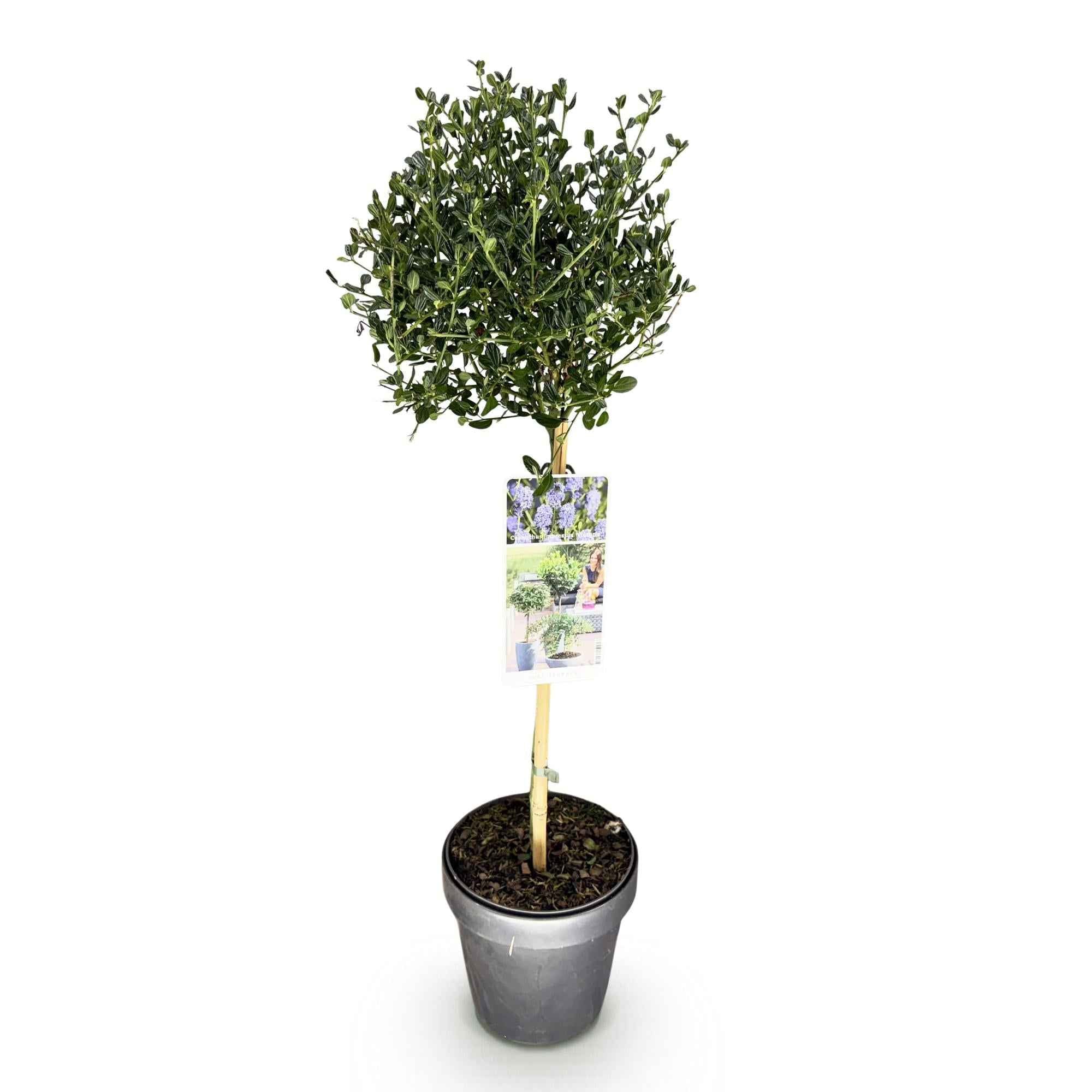 Image of Säckelblume Ceanothus impressus Victoria Ø19cm Höhe90cm – Immergrüne Terrassenpflanze mit lila Blüten – Winterharter Zierstrauch für Balkon & Garten-1