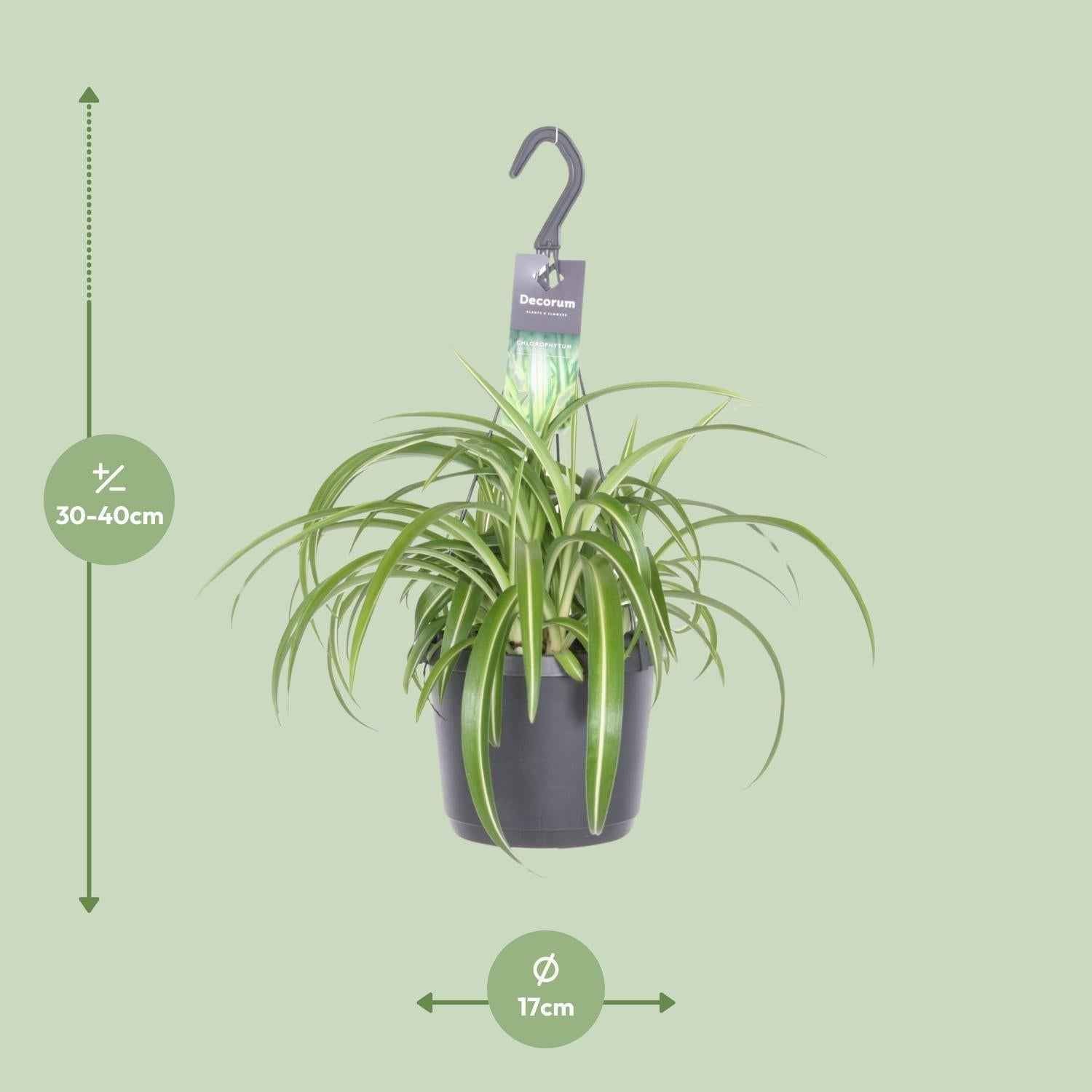 Image of Chlorophytum Comosum 'Bonnie' Grünlilie – Ø17cm Höhe ca. 35cm – Pflegeleichte Zimmerpflanze mit geschwungenen Blättern