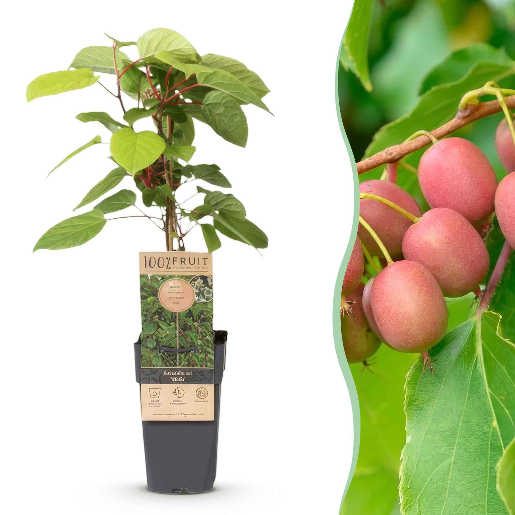 Image of Kiwi Pflanze männlich Actinidia arguta Weiki 50cm 15cm winterhart Kletterpflanze zur Bestäubung für Mini Kiwi Hardy Kiwi Garten Balkon Terrasse-0