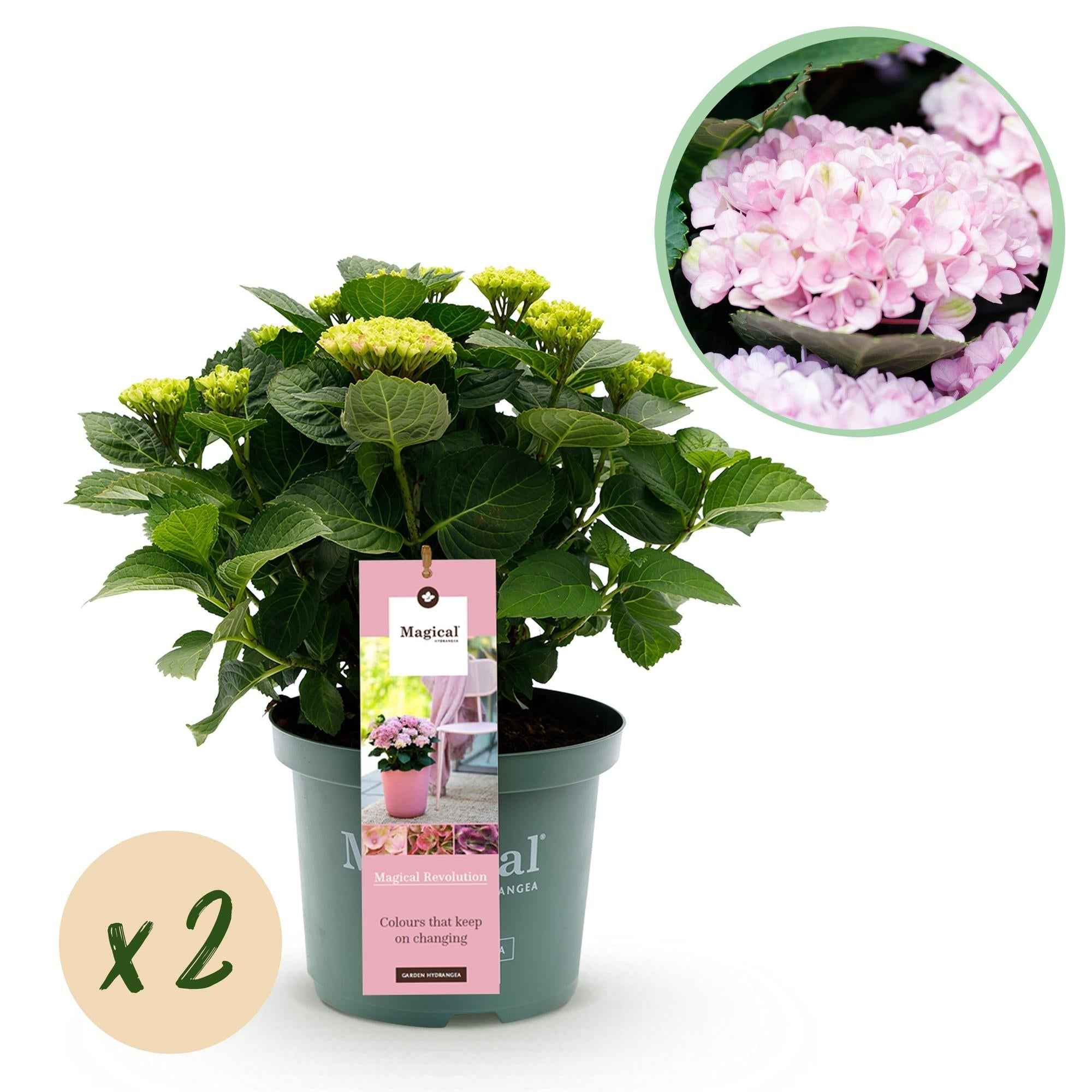 Image of Hydrangea macrophylla Magical Revolution Pink – Gartenhortensie – 2 Pflanzen – Topf 23cm – Höhe 55cm – Rosa Blüten – Balkonpflanze – Sommerblüte-0