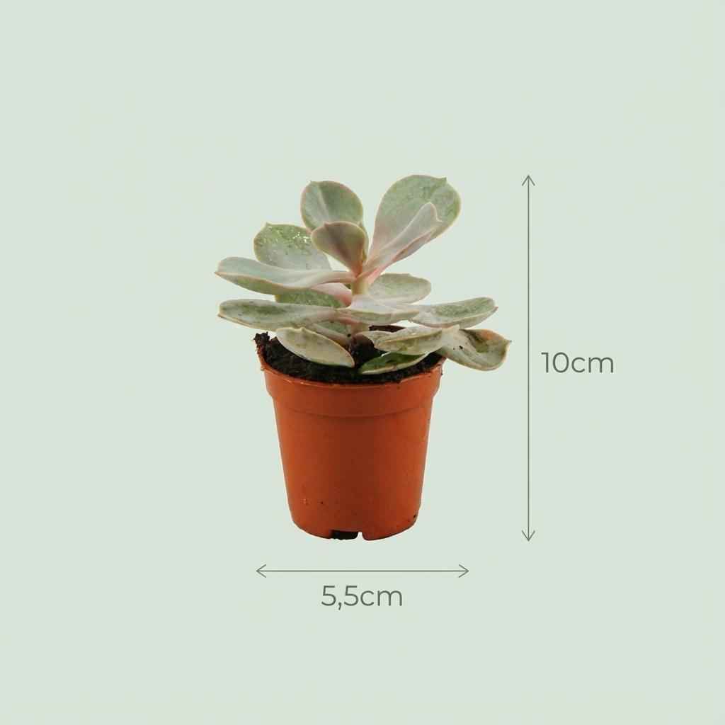 Image of Mini Sukkulenten Mix 3 Pflanzen Ø5,5cm Höhe5-10cm – Pflegeleichte Mini – Sukkulenten mit fleischigen Blättern