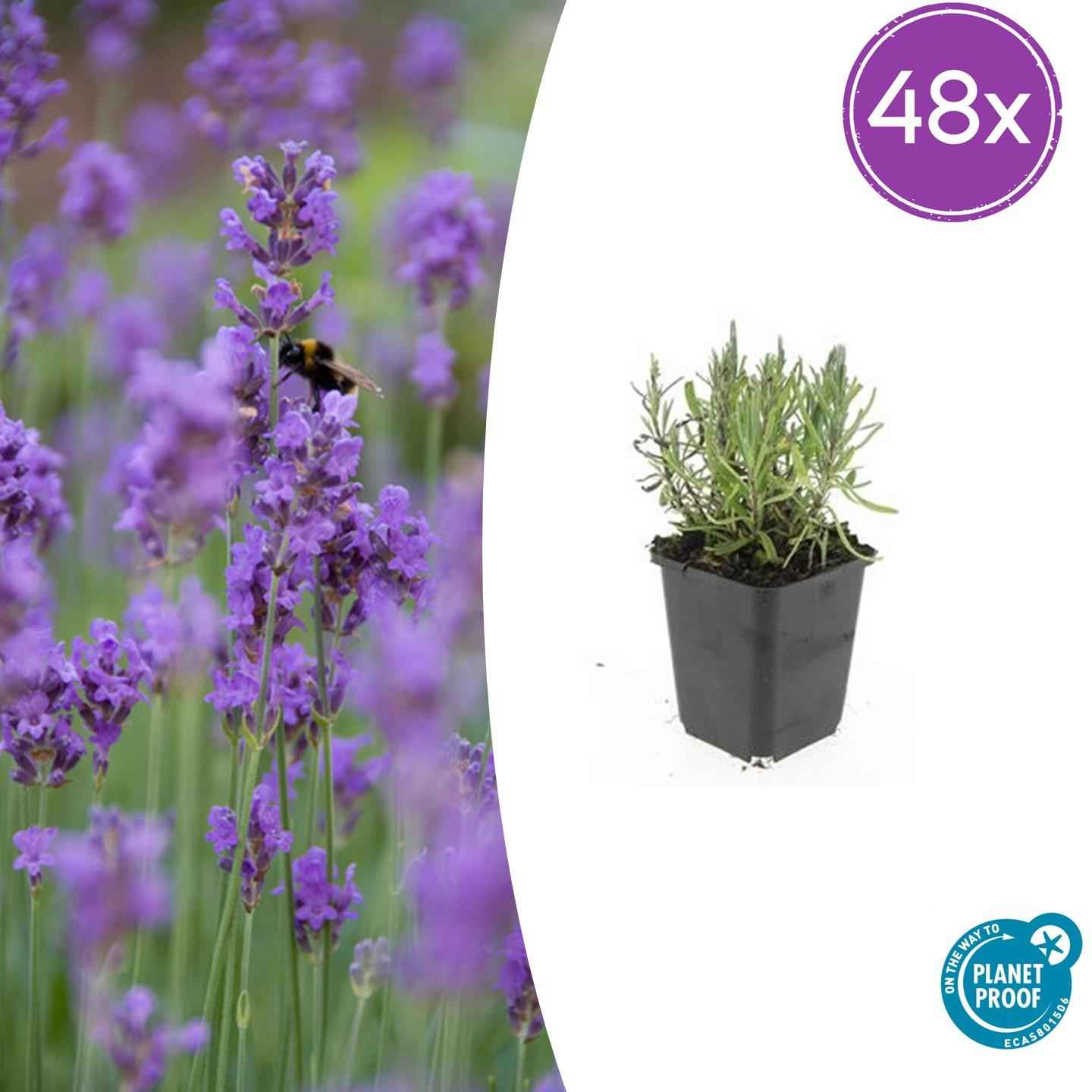 Image of Lavendel Lavandula angustifolia 'Munstead' – 48Pflanzen – ↕10-25cm – Ø9cm – Kompakter Lavendel – Winterhart & Pflegeleicht – Bienenfreundlich-1