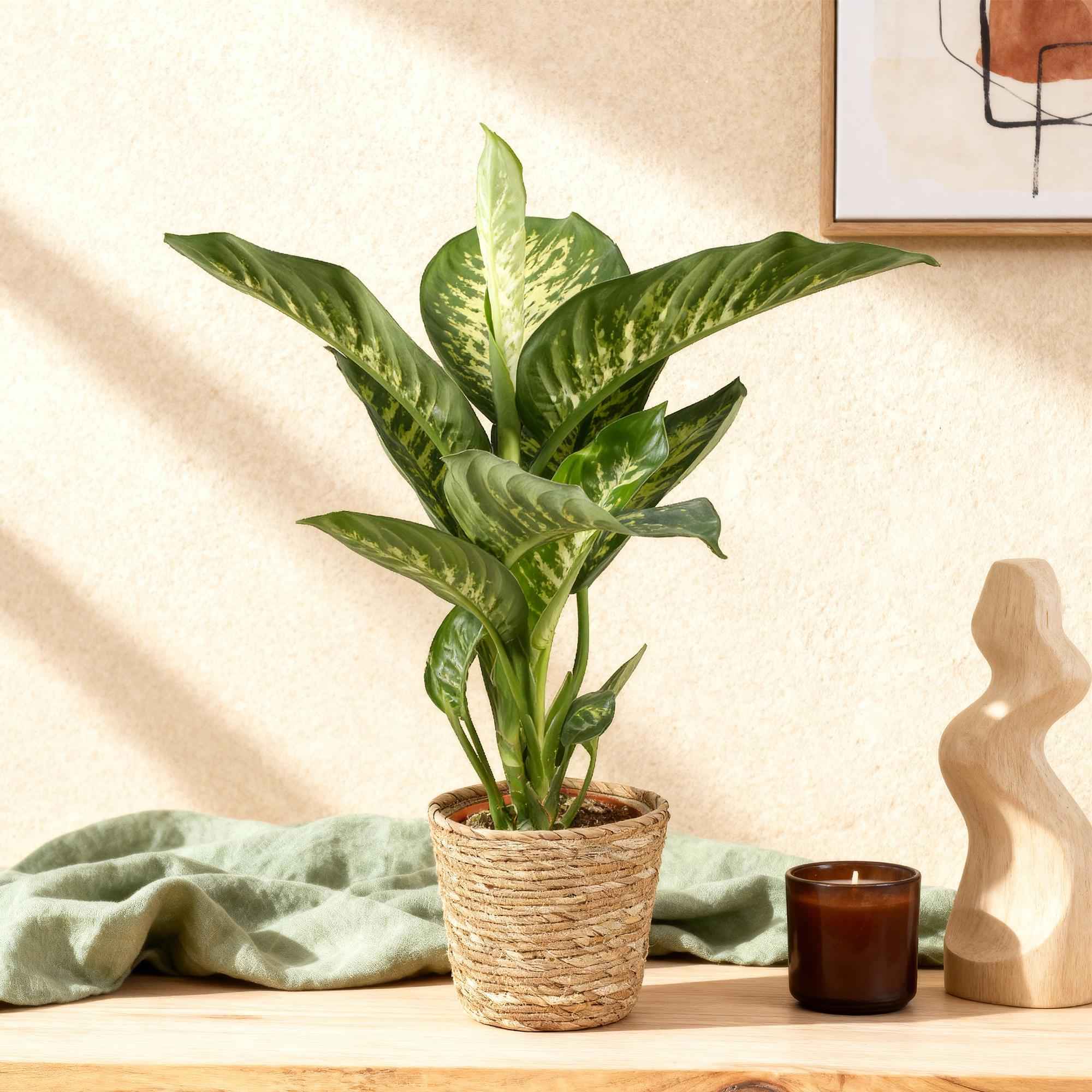 Image of Dieffenbachia Tropic Snow – 21cm – Höhe 90-100cm – Pflegeleichte bunt gemusterte Zimmerpflanze für Wohnzimmer, Büro und stilvolle Innenräume-3