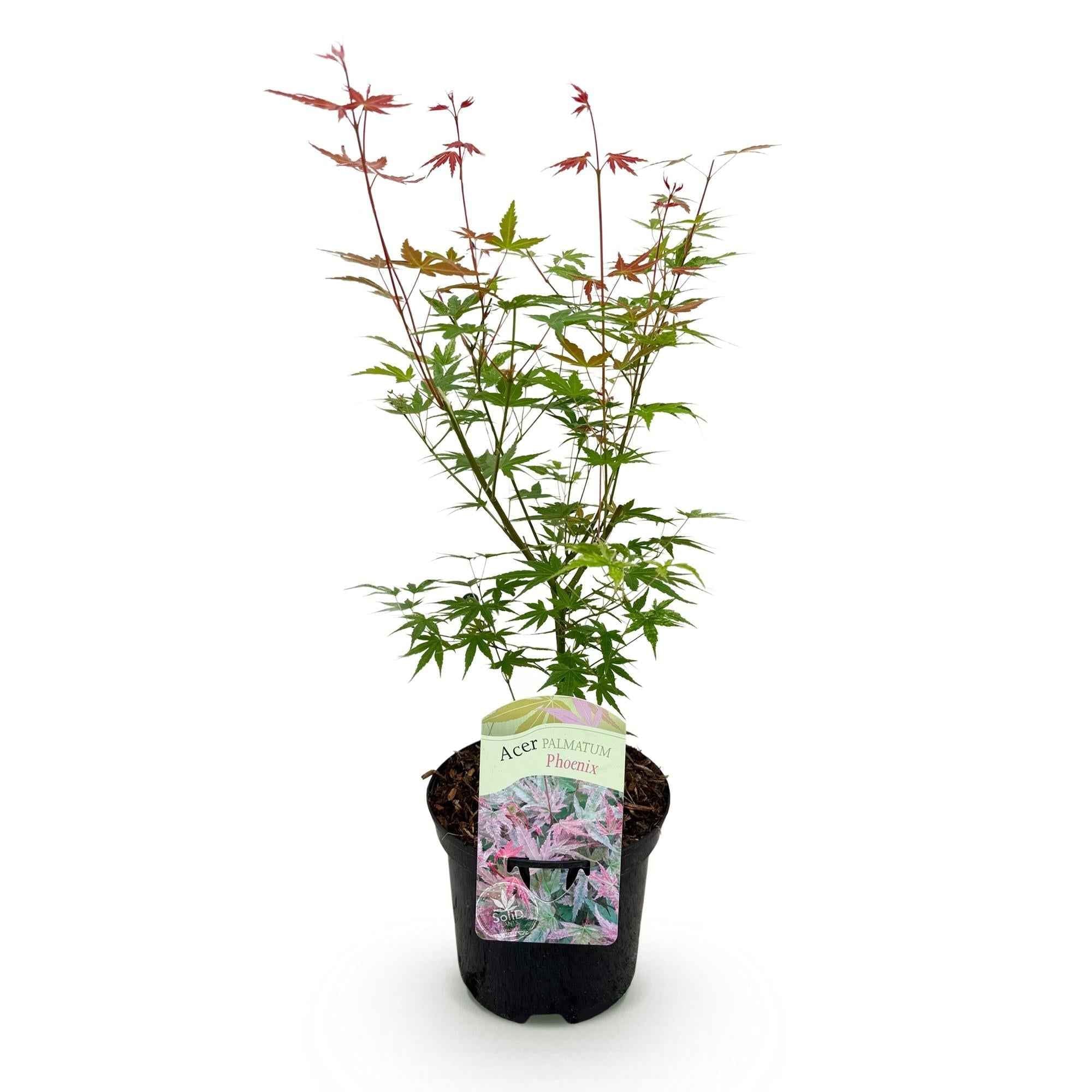 Image of Japanischer Ahorn Acer palmatum 'Phoenix' – Rosa – Rot – Balkon – & Gartenpflanze – Ø19cm – Ca. 70cm hoch