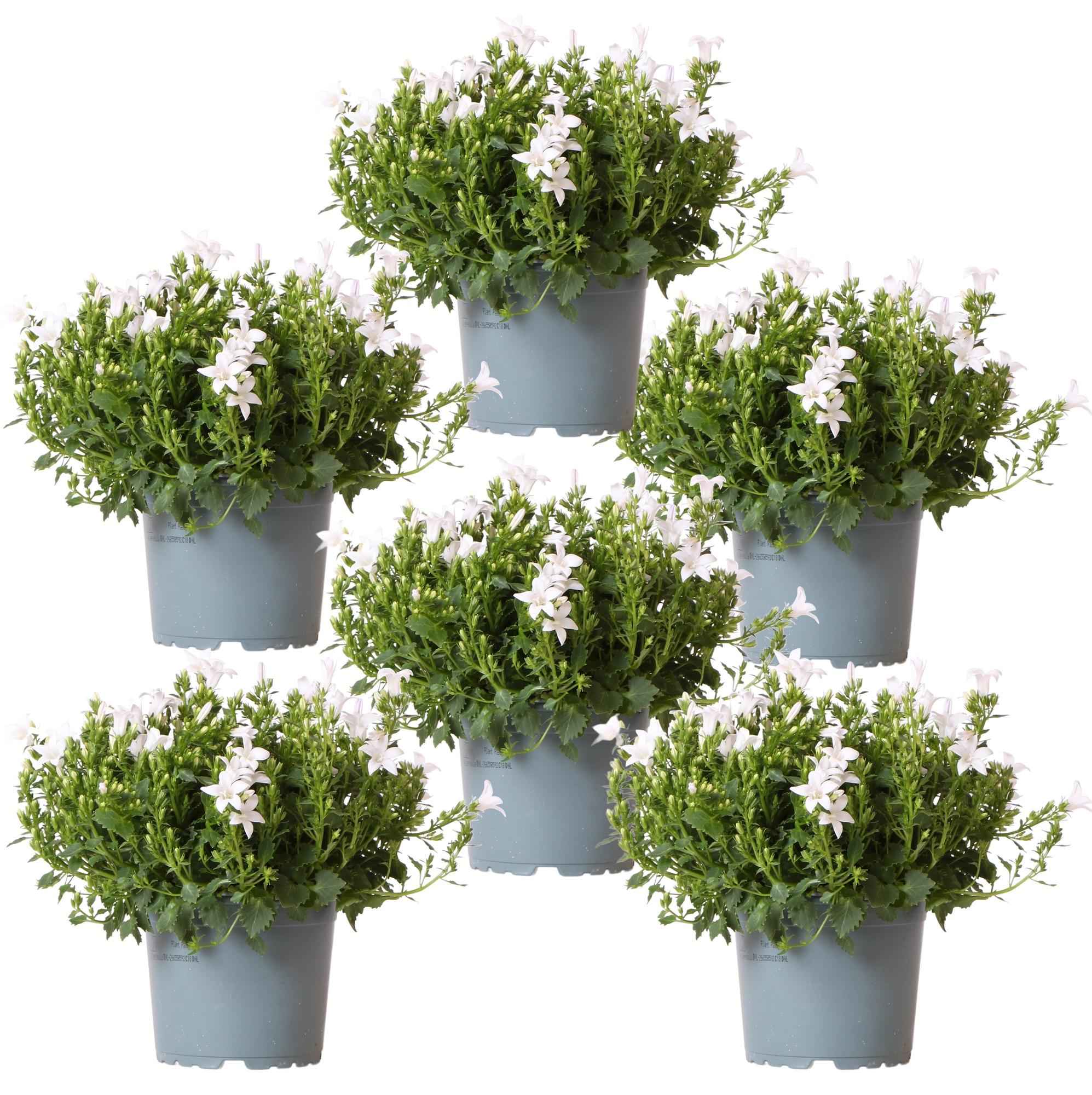 Image of Campanula Addenda Ambella weiß 6er Set – Glockenblume weiß Topfgröße 12cm – winterhart, lang blühend – Bodendecker für ca.1m²-0