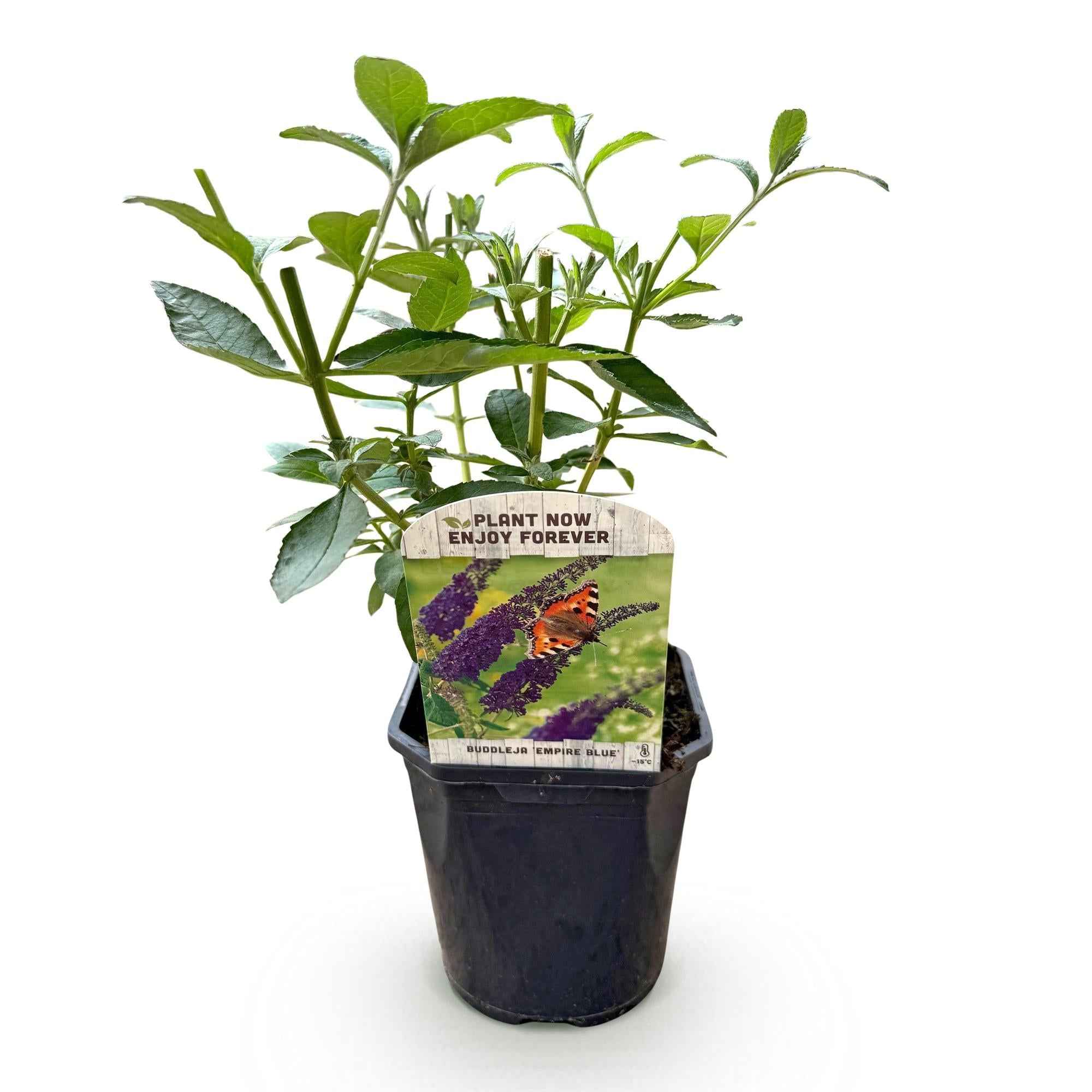 Image of Schmetterlingsstrauch Buddleja davidii Empire Blue – Blau blühender, laubabwerfender Gartenstrauch – Schmetterlings – & bienenfreundlich-1